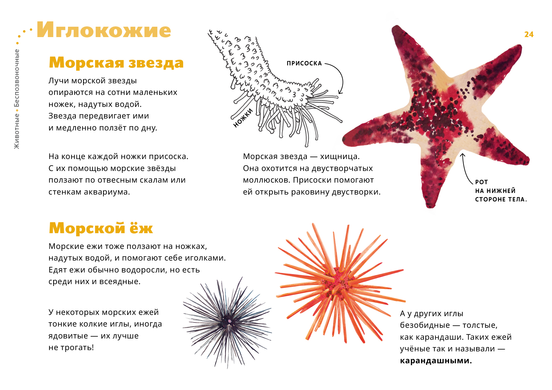 Морской еж рисунок с подписями