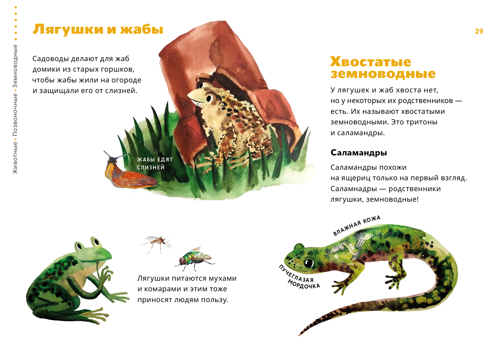 Как ты думаешь где скорее всего понравилось бы жить жабе аге выбери одну из картинок