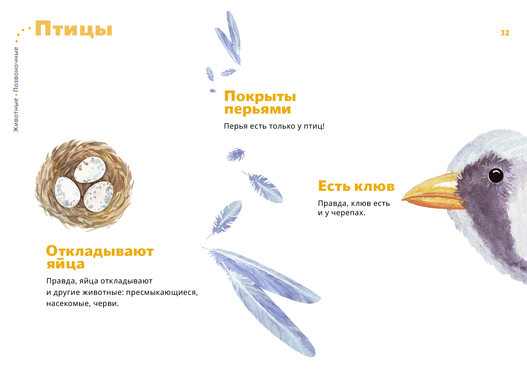 Главные признаки птиц. Отличительные особенности птиц 1 класс. Признаки птиц. Характерные признаки птиц. Отличительные признаки птиц.