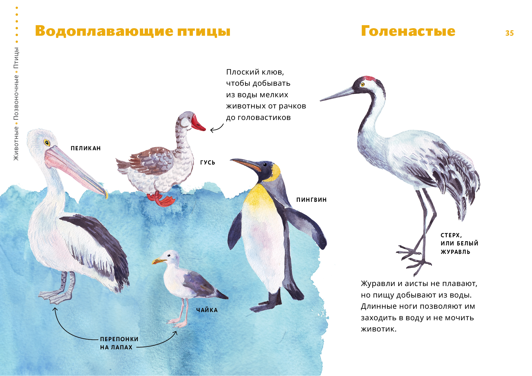 Водоплавающие жители водоемов 2 класс школа 21 века презентация