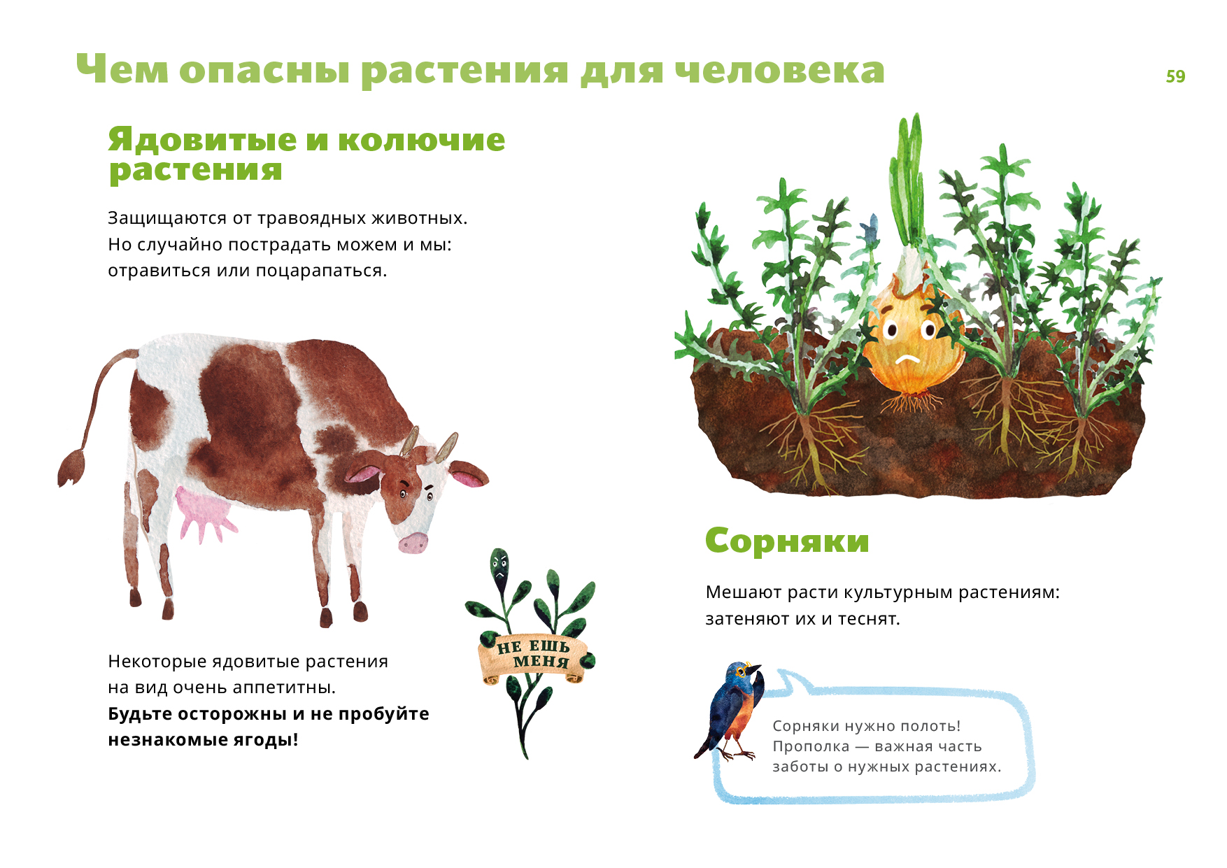 Ядовитое комнатное растение диффенбахия. Вредные комнатные растения для человека. Не ядовитые растения. Растения наносящие вред человеку. Ядовитые растения опасные для человека.