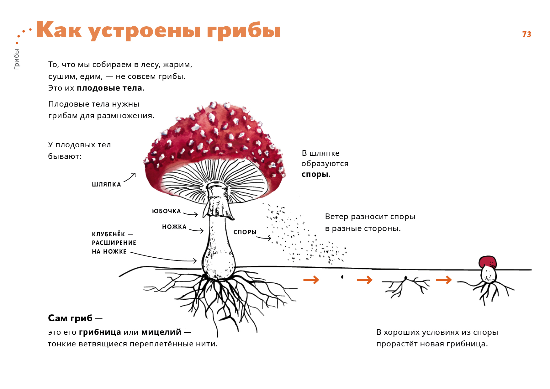 Функция плодового. Шляпочные грибы грибница строение. Строение шляпочного гриба мухомора. Строение шляпочного гриба строение. Строение шляпочного гриба.