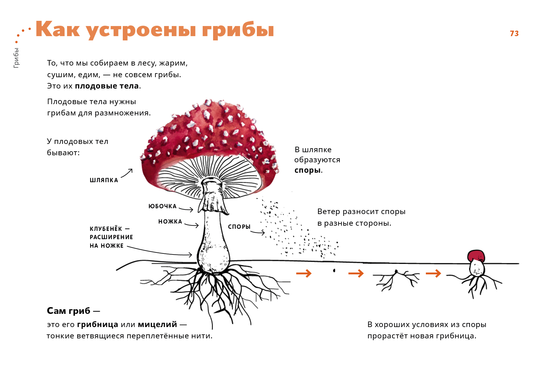 Тело образованное гифами. Строение гриба мухомора. Строение шляпочного гриба мухомора. Мухомор красный строение. Грибница мухомора схема.