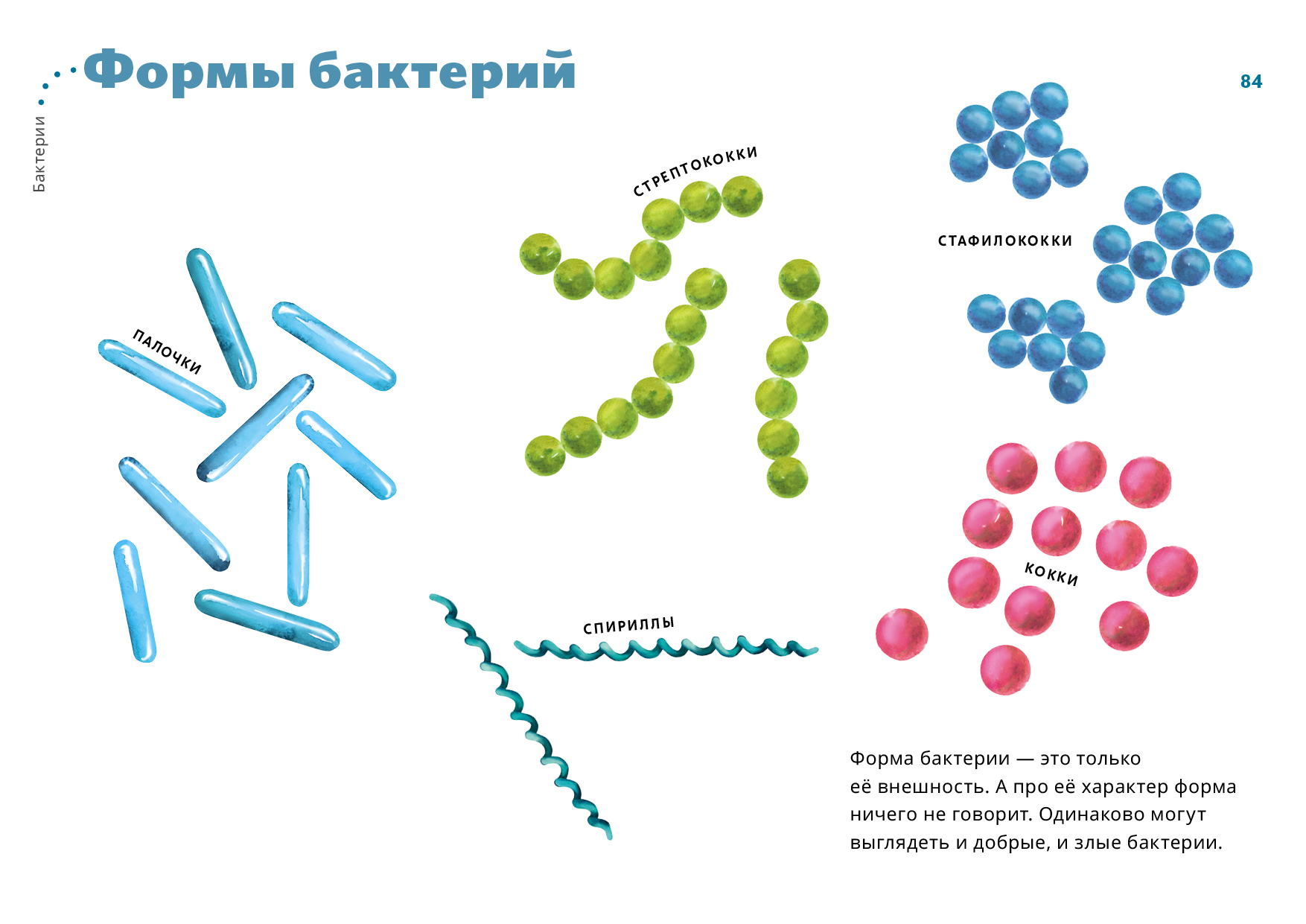 Формы бактерий презентация