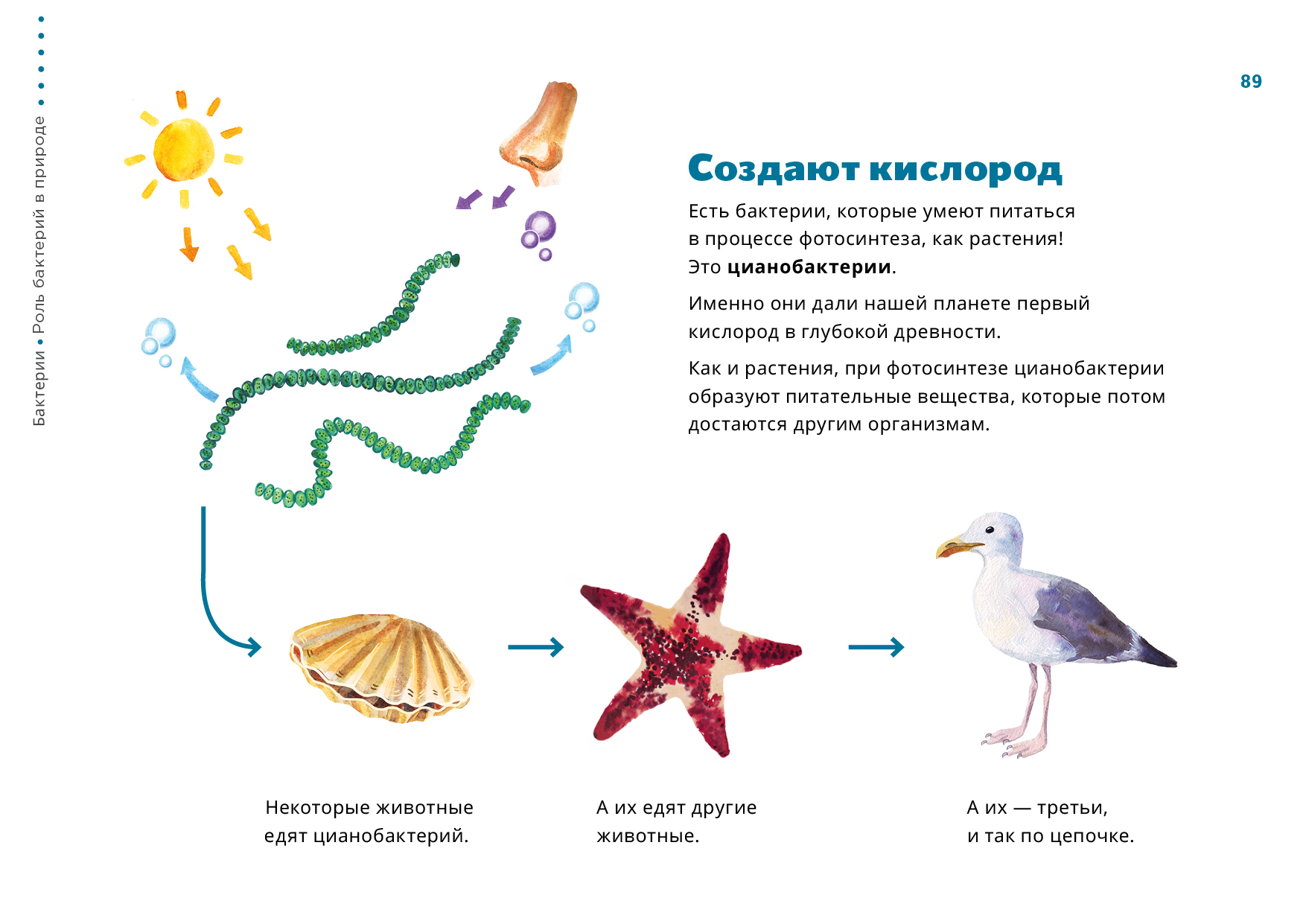 Цианобактерии