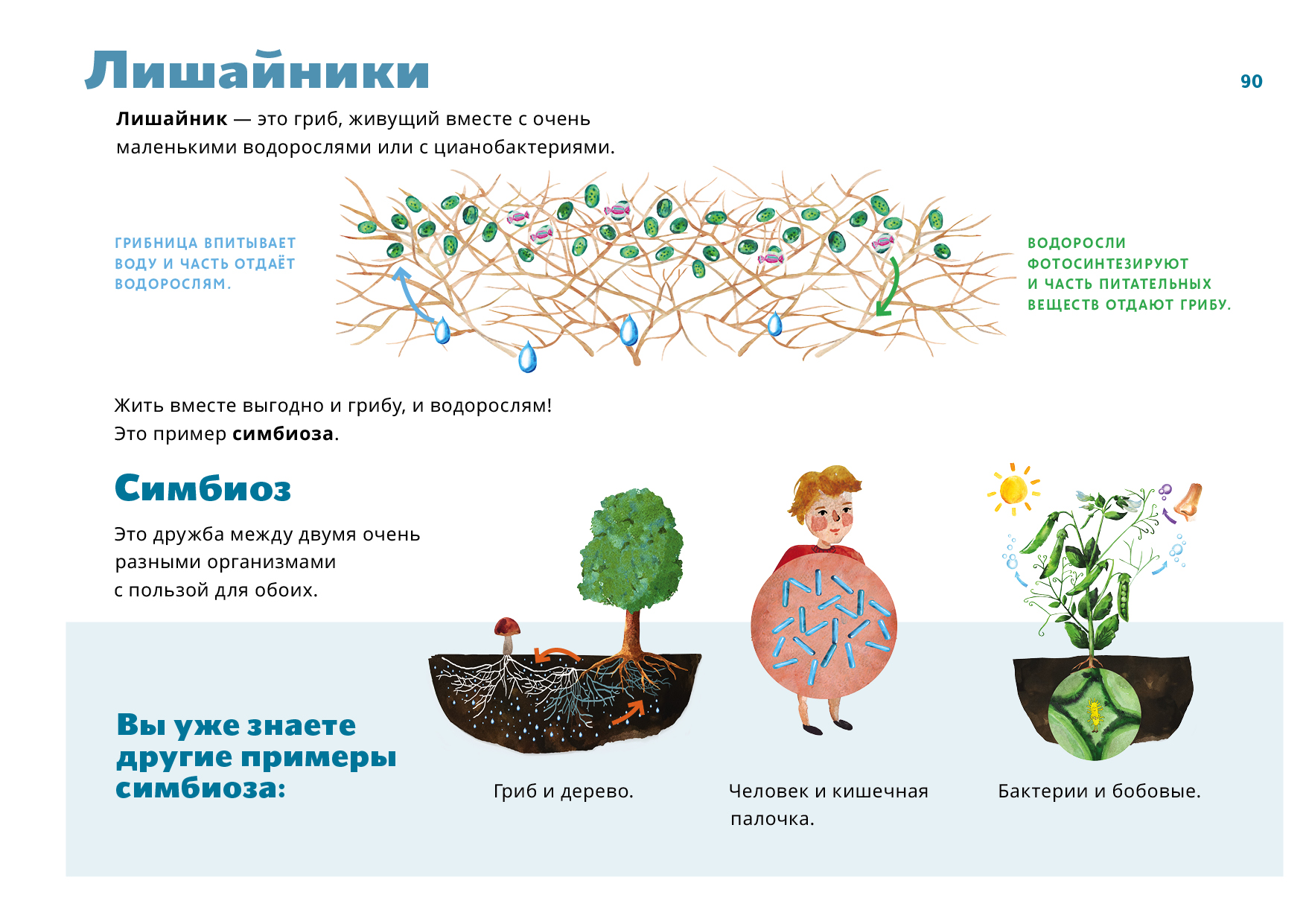 Схема лишайники размножаются