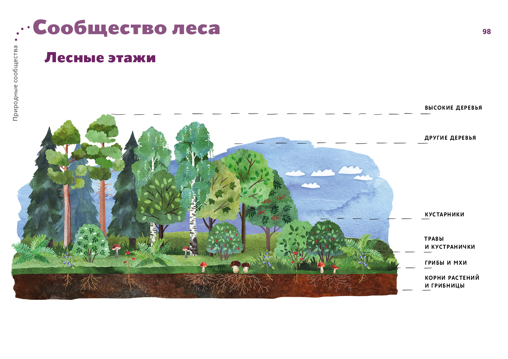 Рисунок смешанного леса. Ярусы этажи леса. Этажи леса ярусность в лесу. Лесная ярусность. Этажи леса схема.