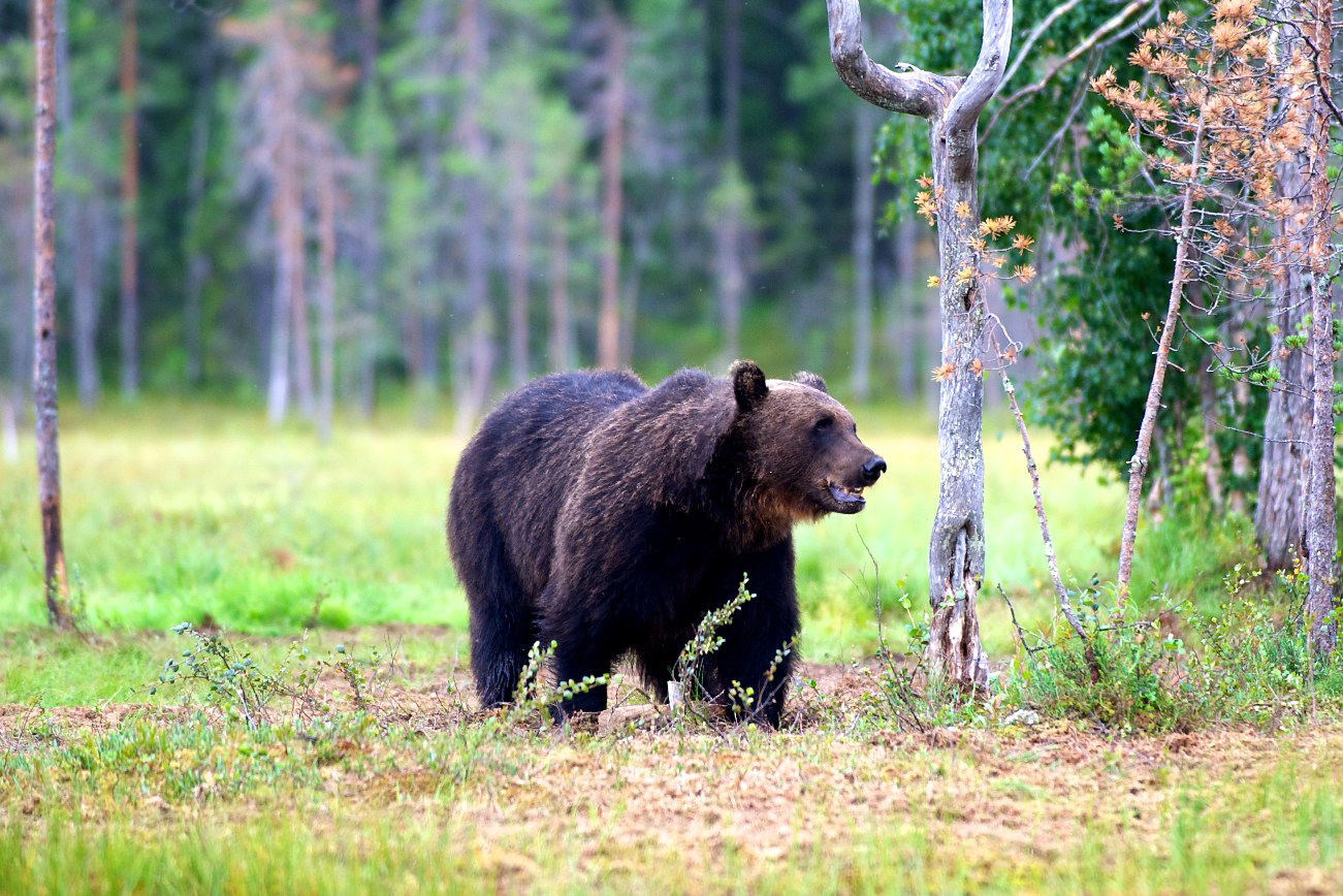 Хакасия парк смндведеми\. Медвежонок, бурый, 24 см.