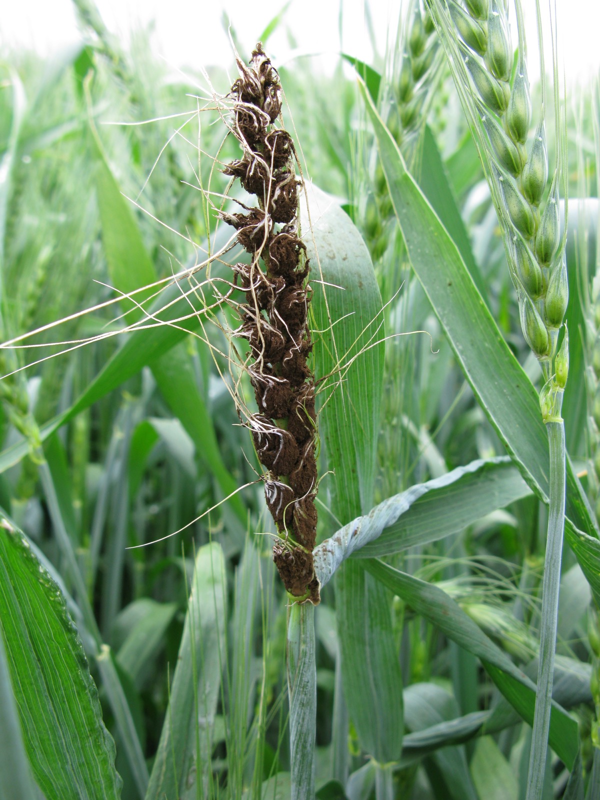 Головня гриб. Пыльная Головня пшеницы. Пыльная Головня (Ustilago tritici). Ustilago tritici пыльная Головня пшеницы. Пыльная Головня ячменя.