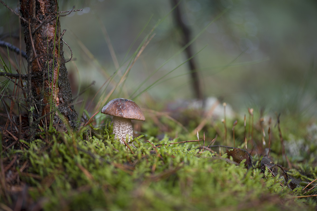 симбиоз березы и подберезовика. симбиоз березы и подберезовика. симбиоз березы и подберезовика. грибы образующие микоризу. подберезовик симбиоз.