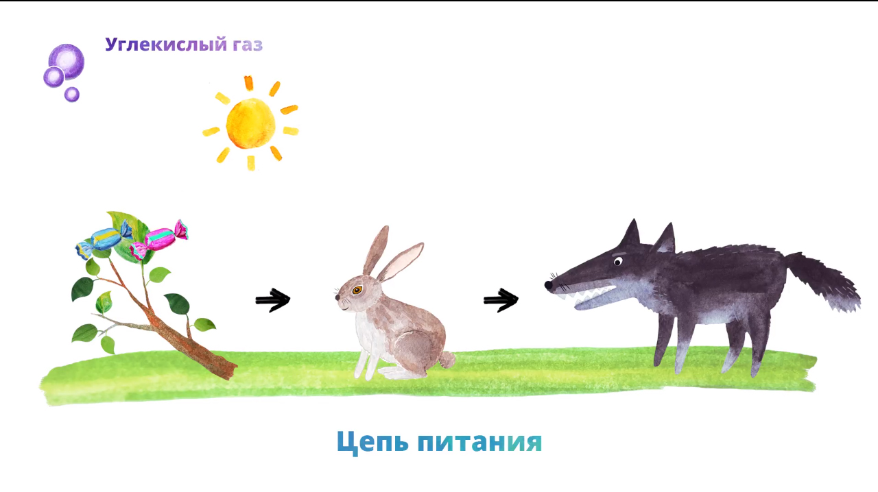 Составить цепь питания 7 класс. Составить цепь питания 7 класс