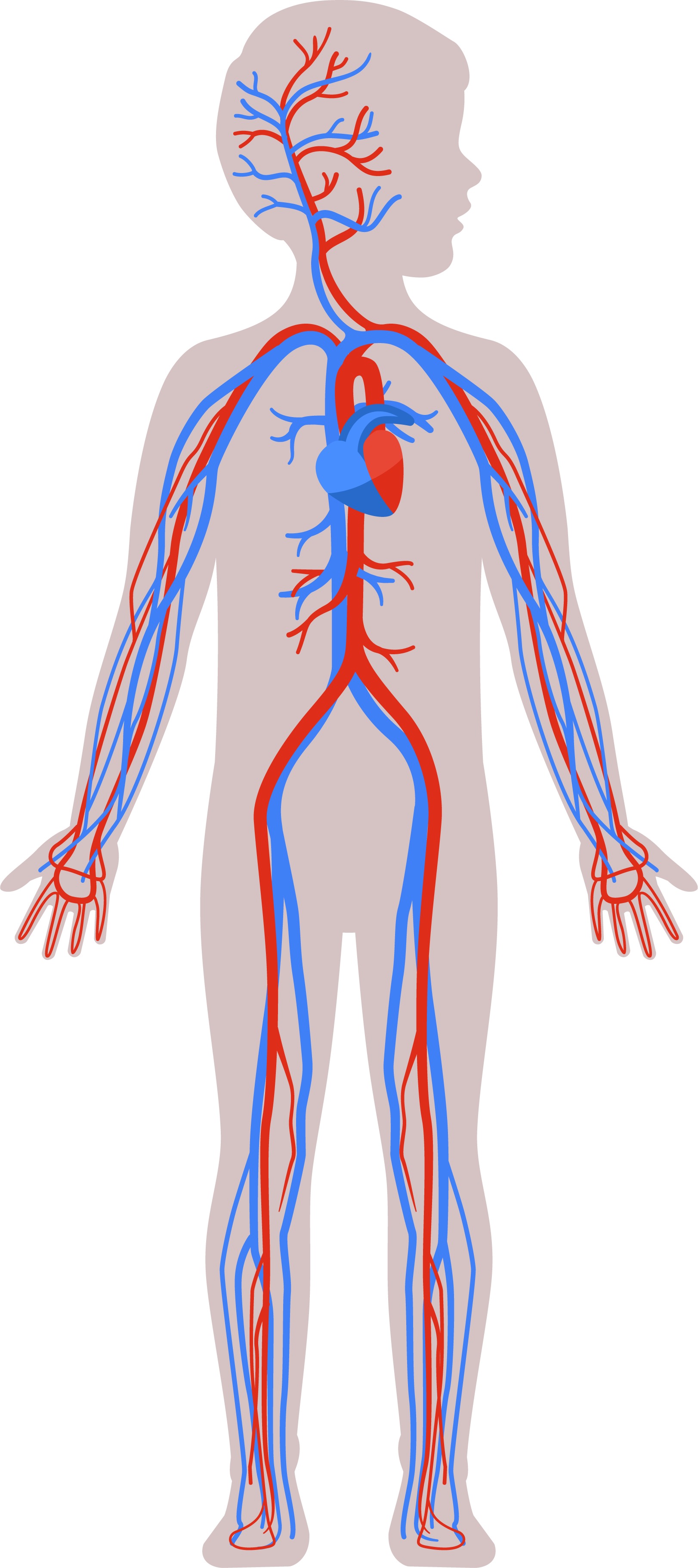 Воды сосуды человека. Кровеносная система человека кровеносная. Система кровообращения человека сердце и кровеносные сосуды. Крововеносная система. Кровеносная система человека для детей.