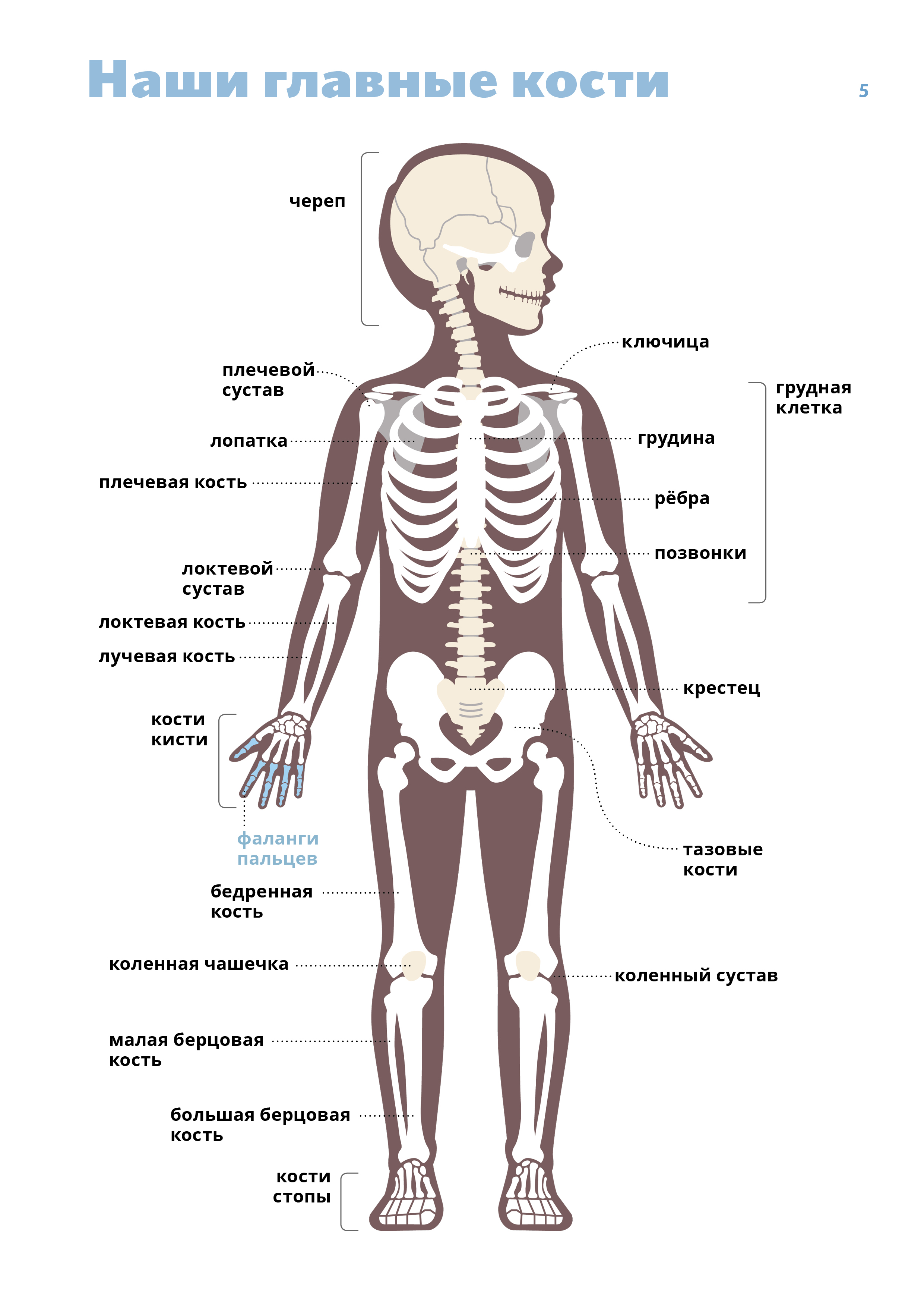 Кости человека 4 класс окружающий мир. Костный скелет человека. Строение тела кости. Скелет ребенка и человека кости. Косии Челова.