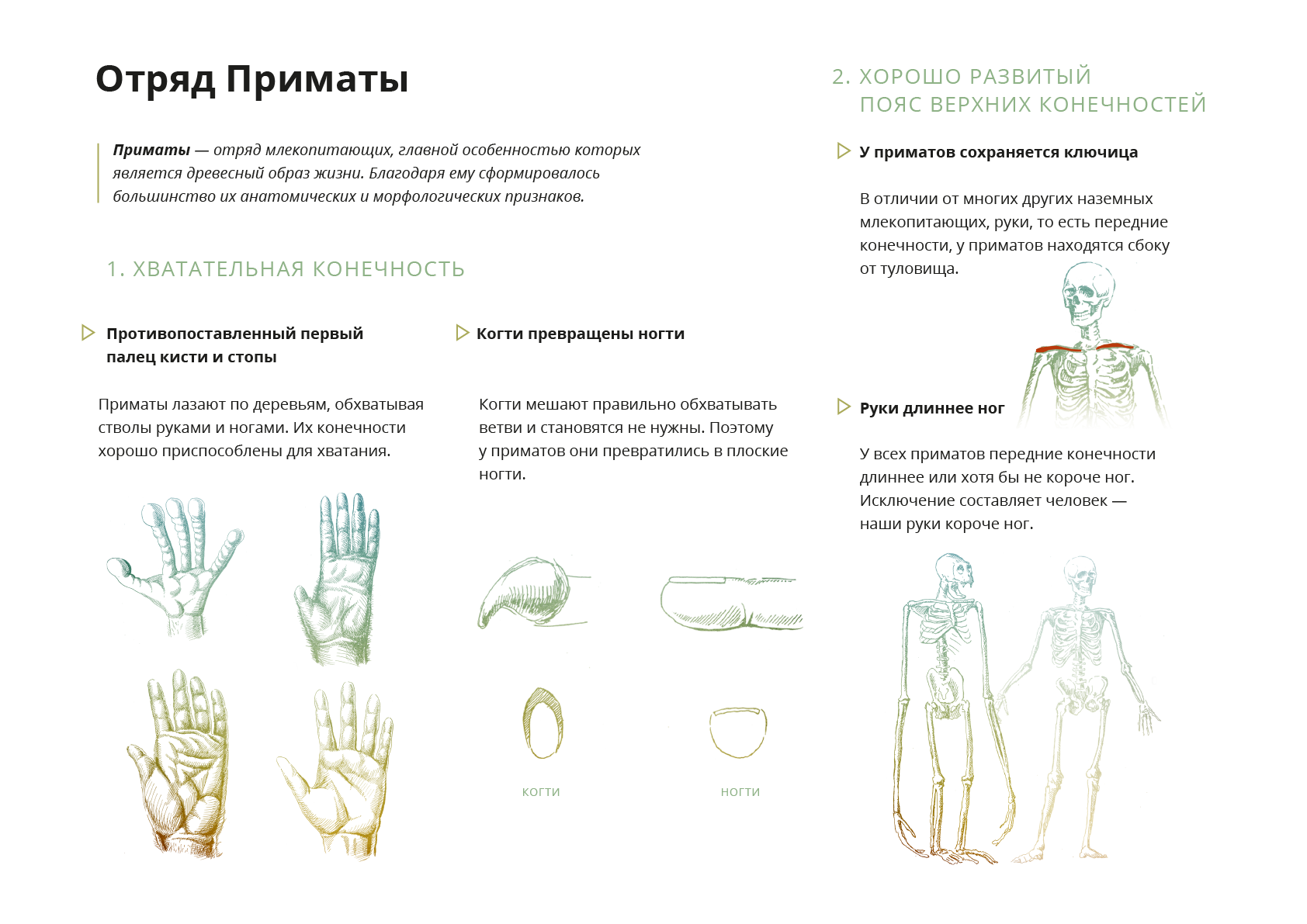 Верхние конечности приматов. Приматы зубной аппарат. Конечность ЕГЭ биология. Задание ЕГЭ биология конечности. Хватательная конечность приматов пример.