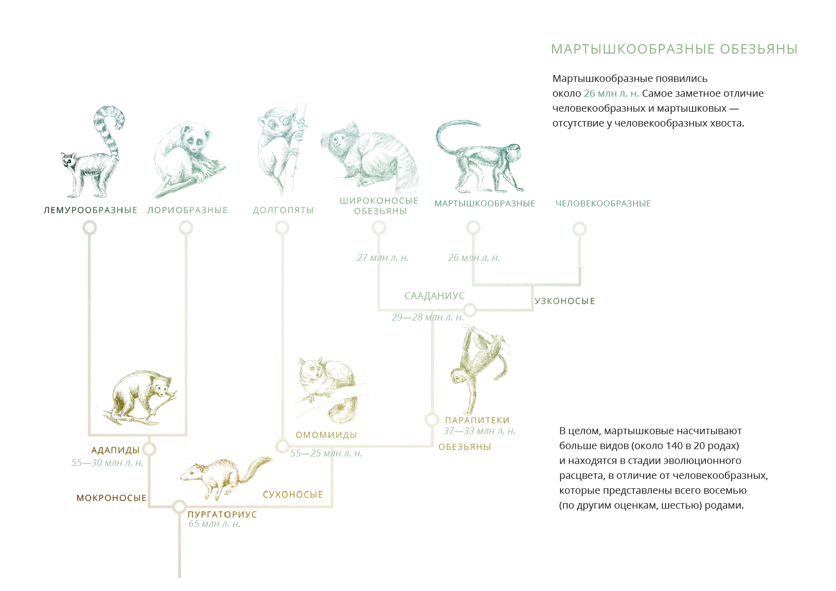 Эволюция человекообразных обезьян схема