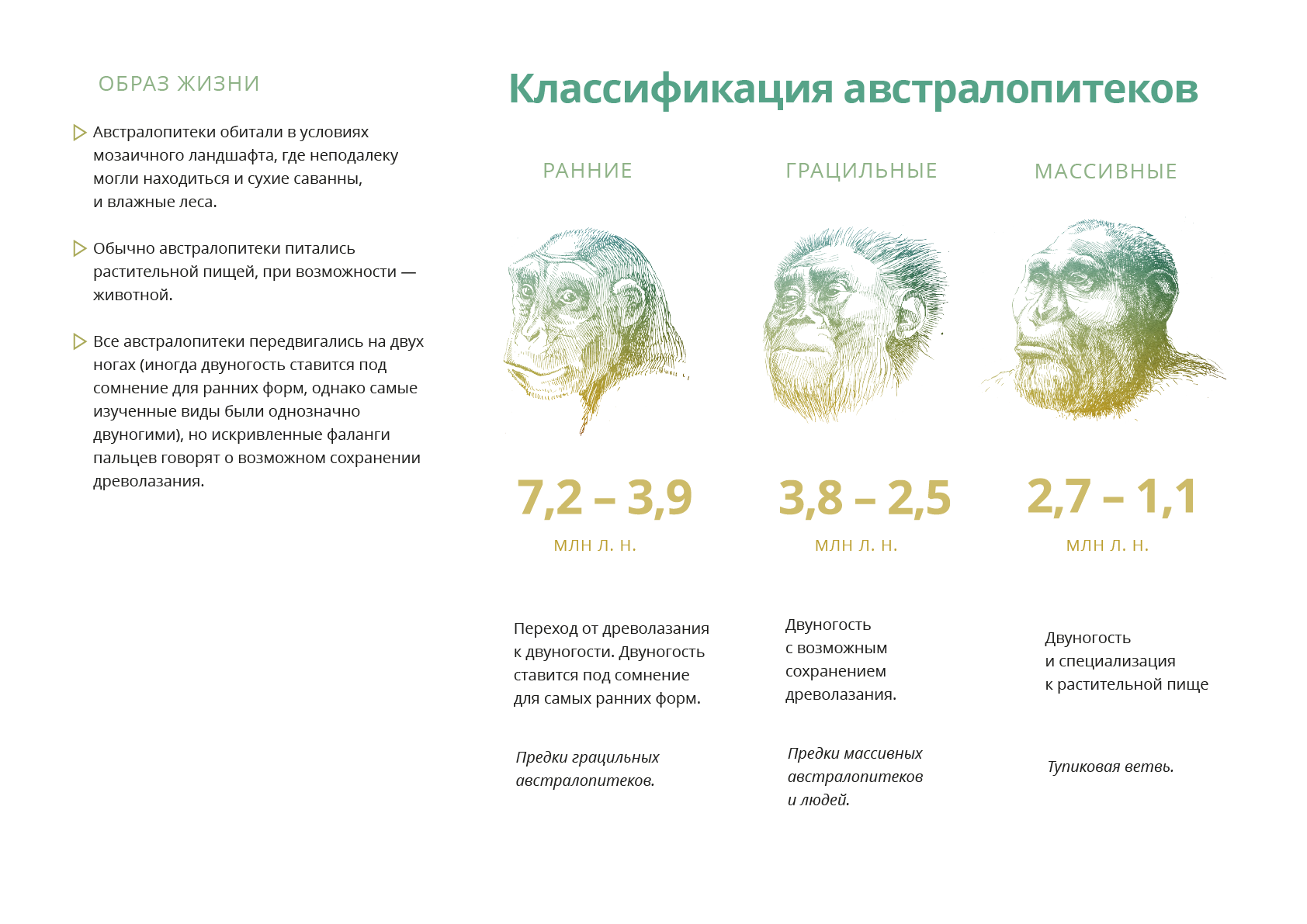 Образ жизни австралопитеков. Виды австралопитеков. Территория обитания австралопитеков. Систематика австралопитеков. – Основные типы австралопитеков.