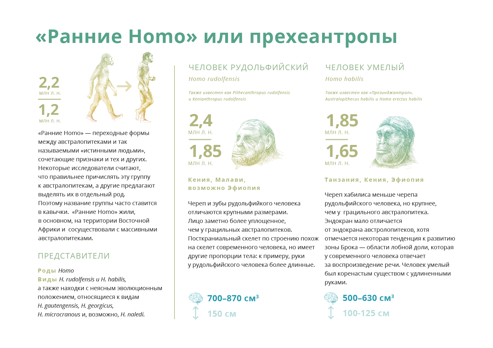 Ранние homo. Характеристика ранних homo кратко. Homo microcranous.