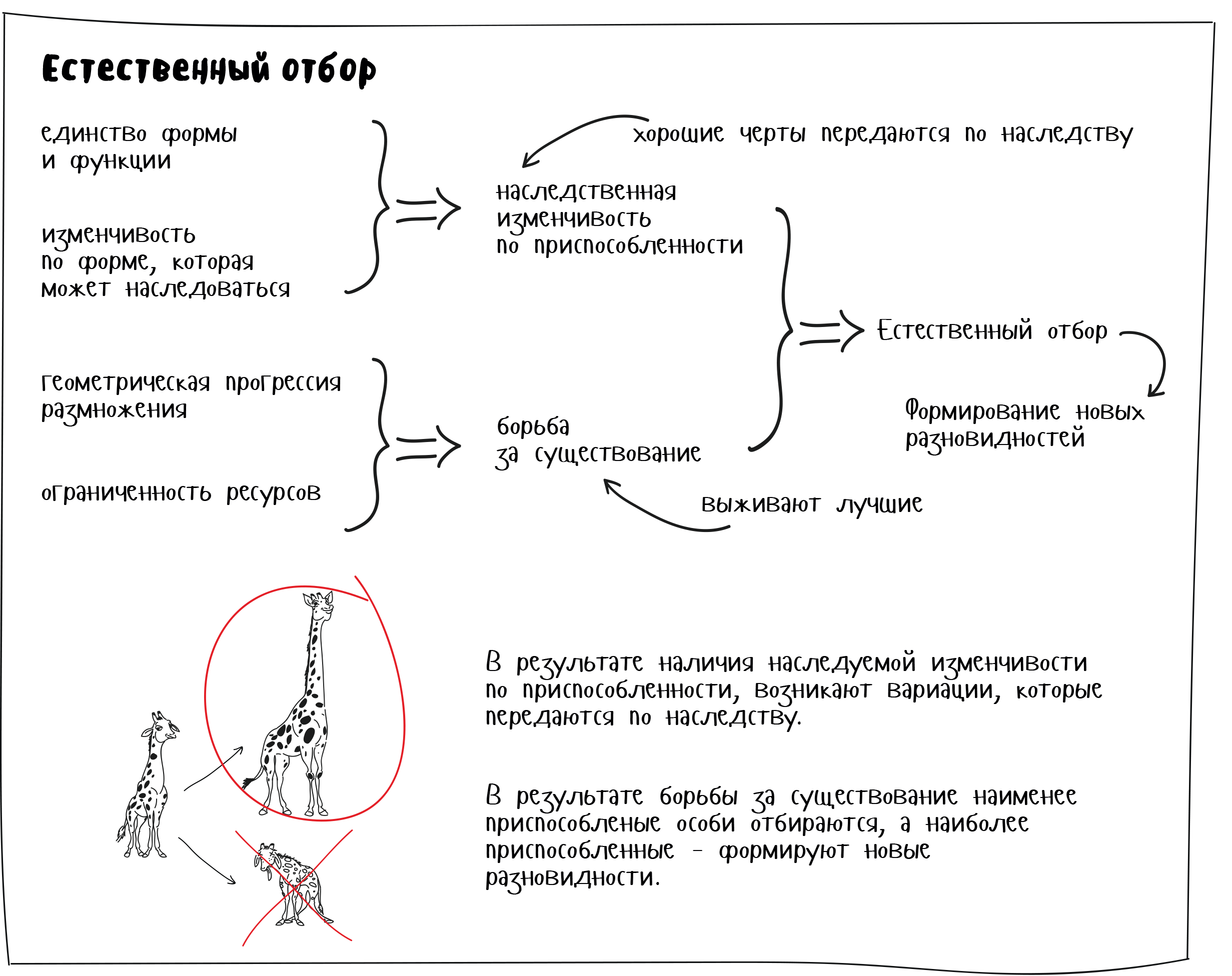 Естественный отбор биология конспект. Естественный отбор это в биологии. Естественный отбор схема. Схемы отборов. Естественный отбор схема биология.