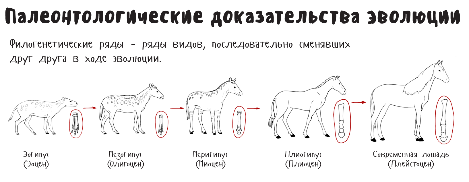 Схема исторического развития лошади какая наука