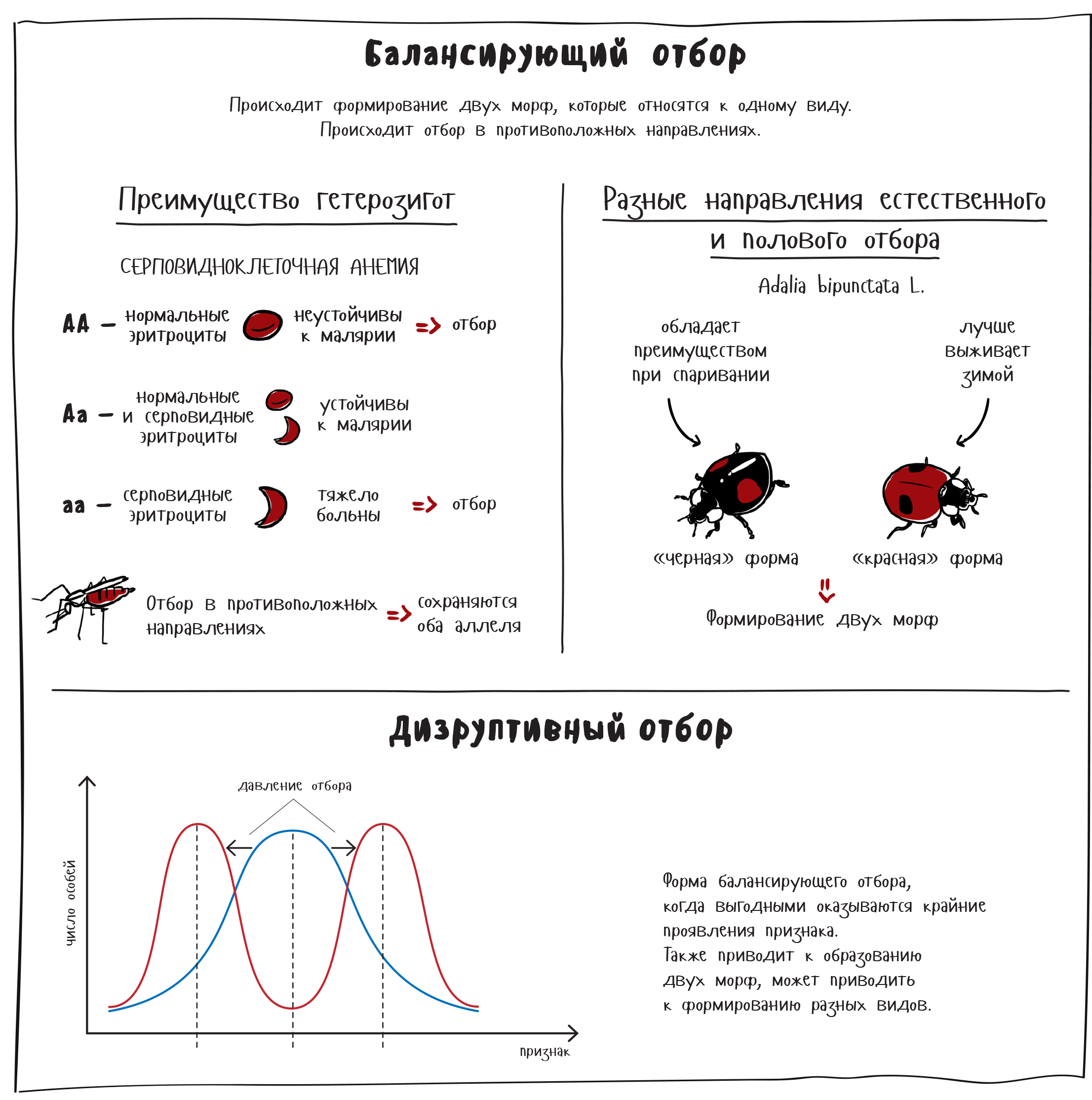 Балансирующий отбор примеры. Дизруптивный отбор. Балансирующий естественный отбор. Дизруптивный отбор примеры график.