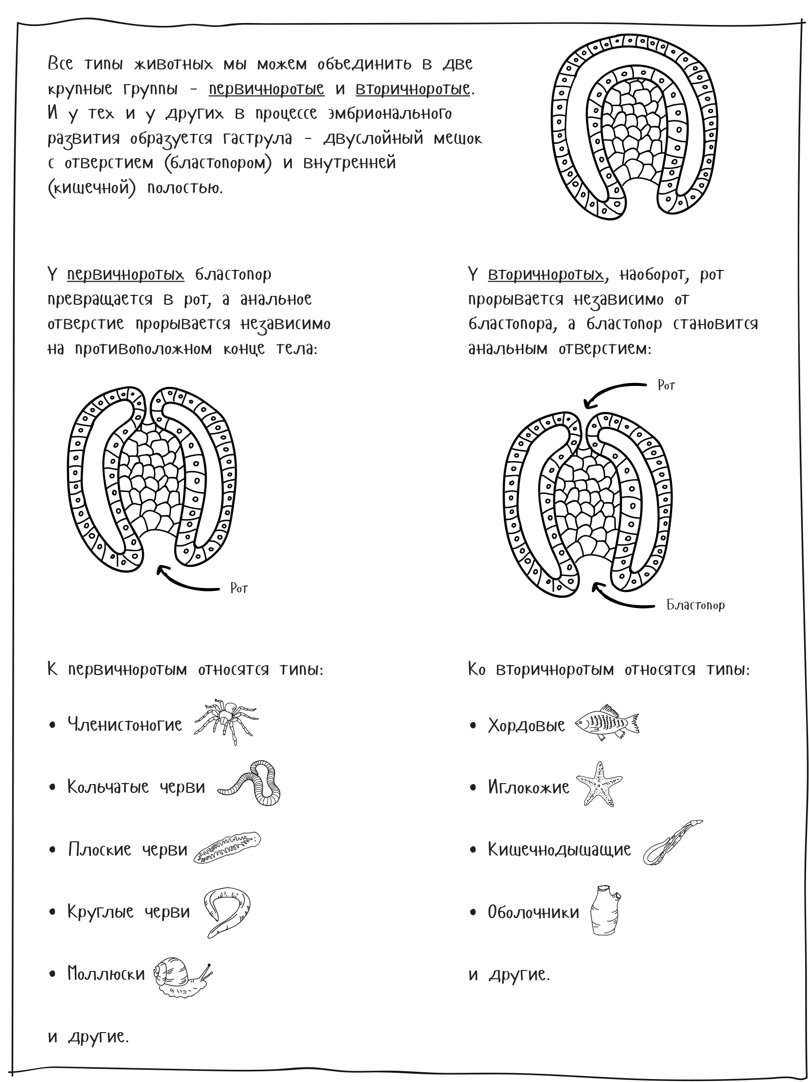 Вторичноротые улитки. Первичноротые и вторичноротые животные таблица. Различия эмбрионального развития первичноротых и вторичноротых. Первичноротые и вторичноротые таблица ЕГЭ. Вторичноротые животные ЕГЭ биология.
