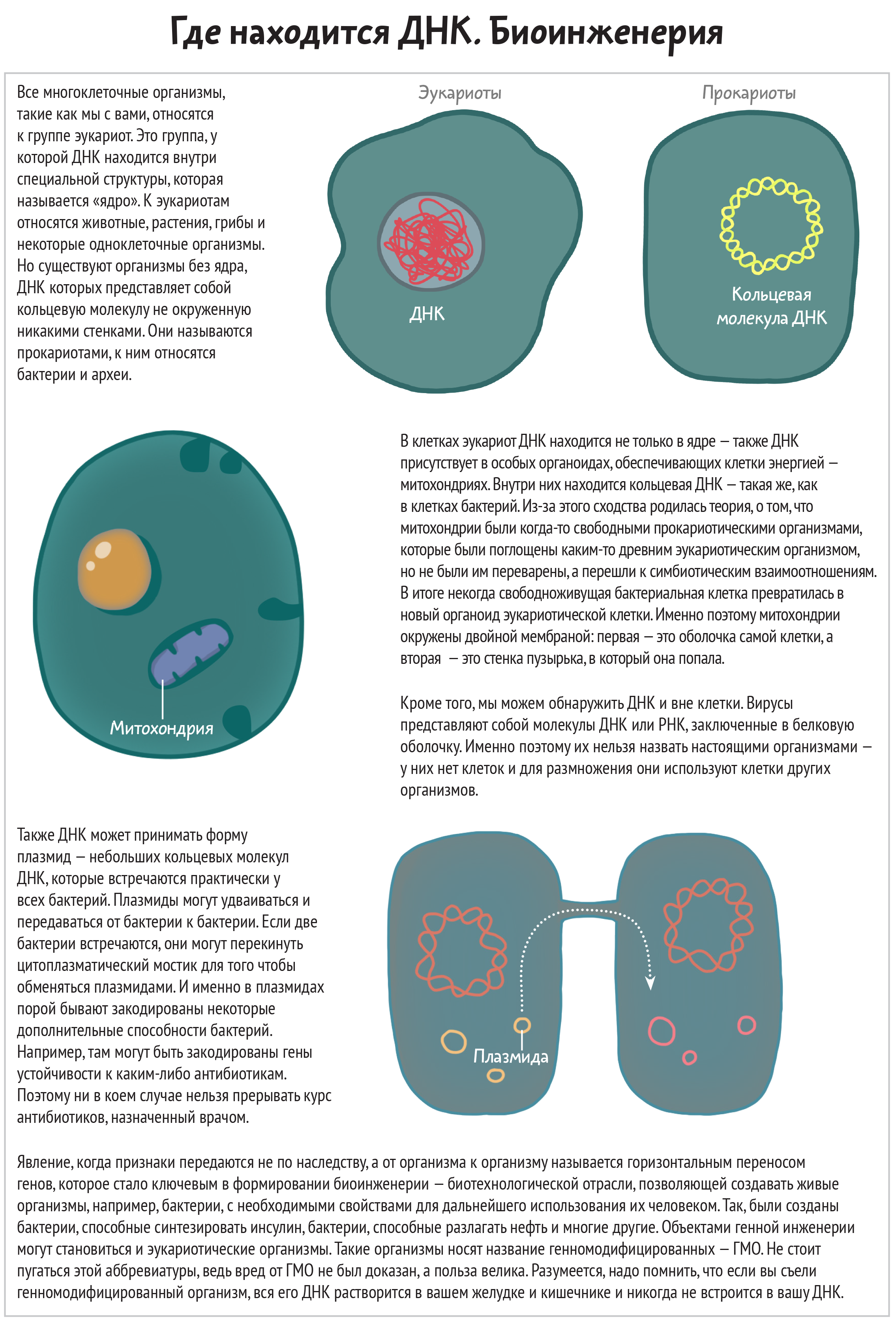 В клетках бактерий днк. Где располагается ДНК. Где находится ДНК В клетке. Где находится ДНК В клетке человека. ДНК животных клетки.