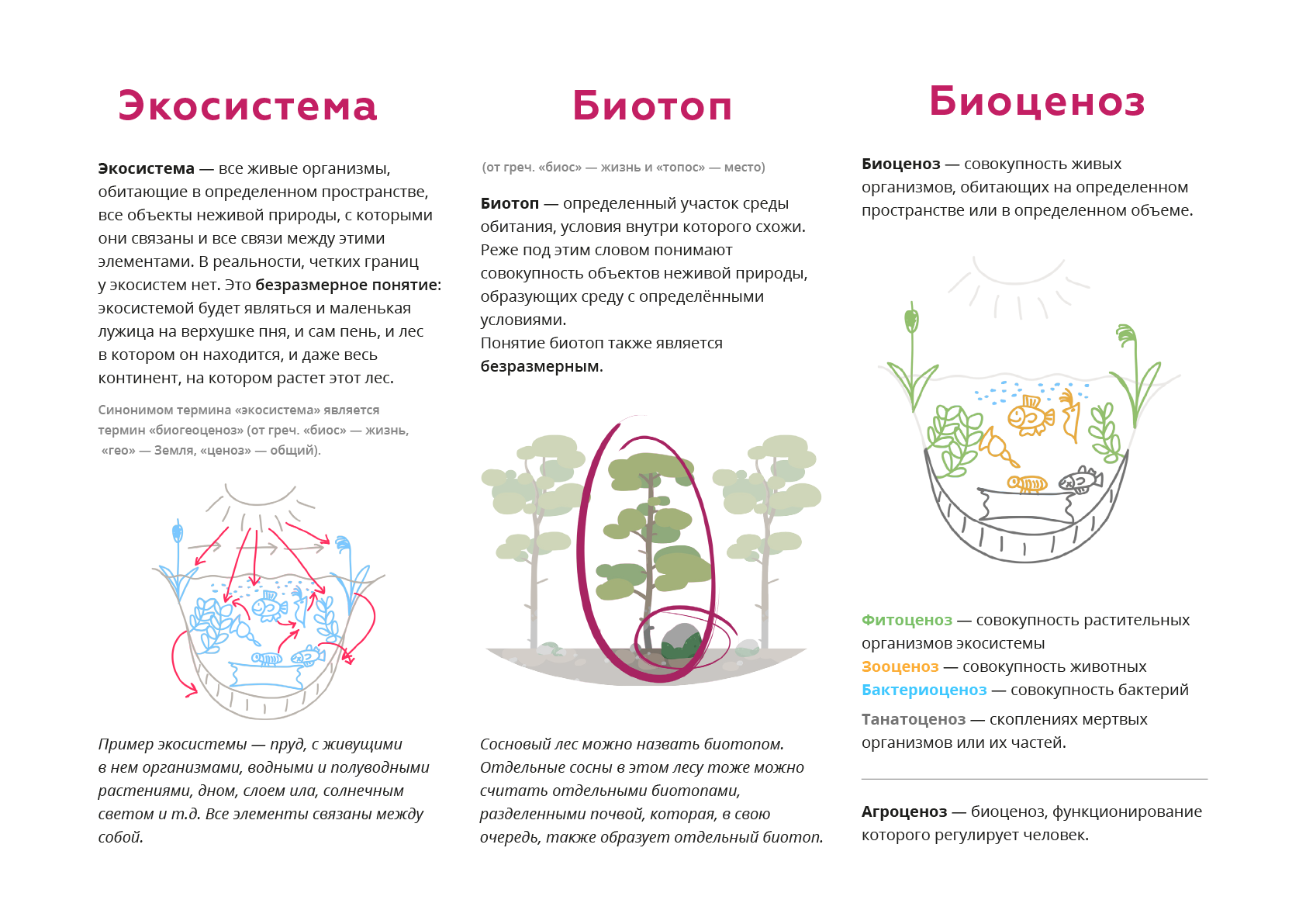В отличие от экосистем биогеоценозы. Различие биоценоза биогеоценоза и экосистемы. Биоценоз биотоп биогеоценоз различия. Экосистема биоценоз биотоп. Отличия экосистеме биоцено биогеоценоз.