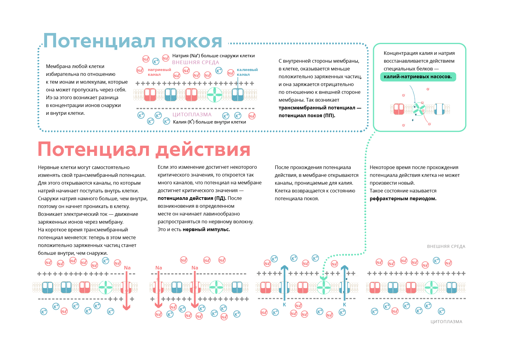 В покое ионы натрия. Концентрация ионов натрия внутри клетки. Концентрации ионов внутри и снаружи клетки. Концентрация ионов внутри и снаружи. Распределение ионов внутри и снаружи клетки.