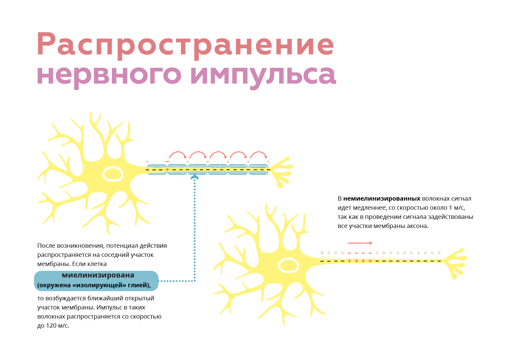 Где возникают импульсы. Схема проведения нервного импульса. Механизм химической передачи нервных импульсов. Схема передачи импульса нейрона. Распространение нервного импульса.