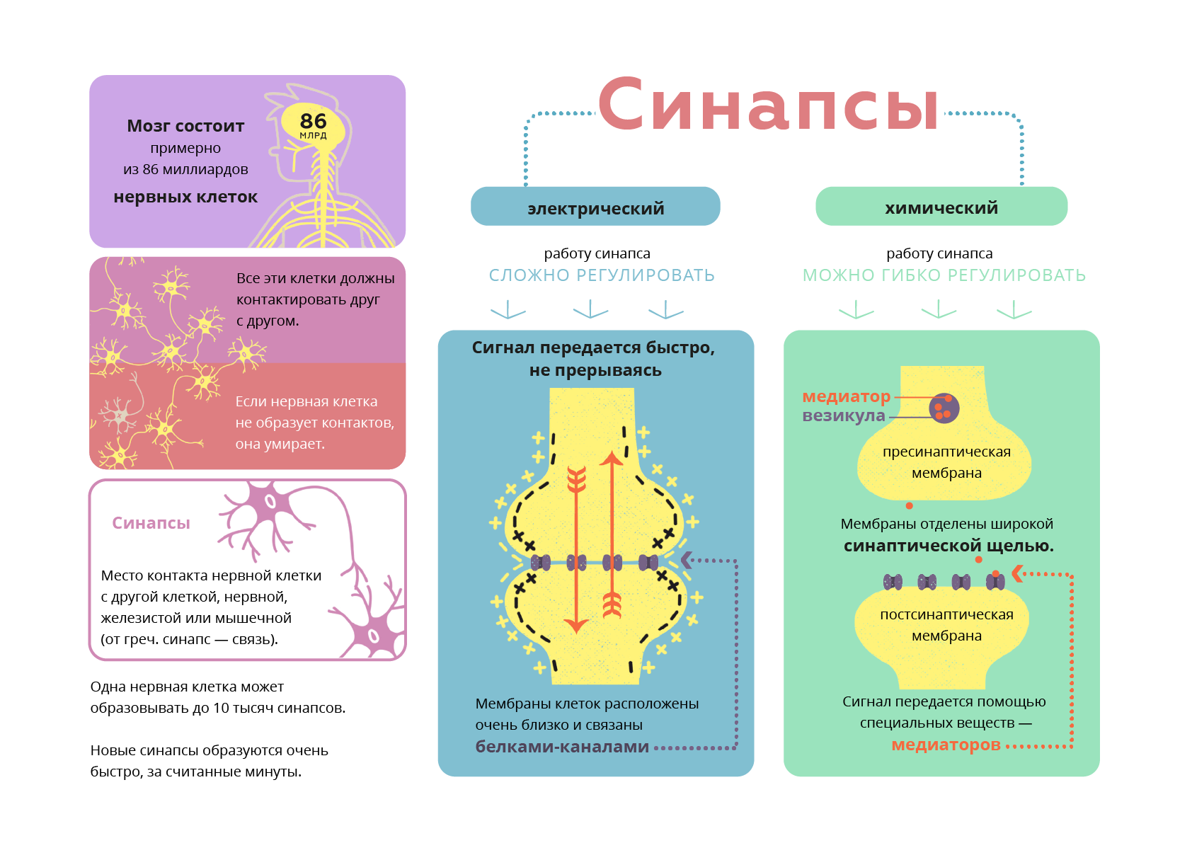 Классификация синапсов. Типы синапсов. Типы синапсов физиология. Синапс виды синапсов.