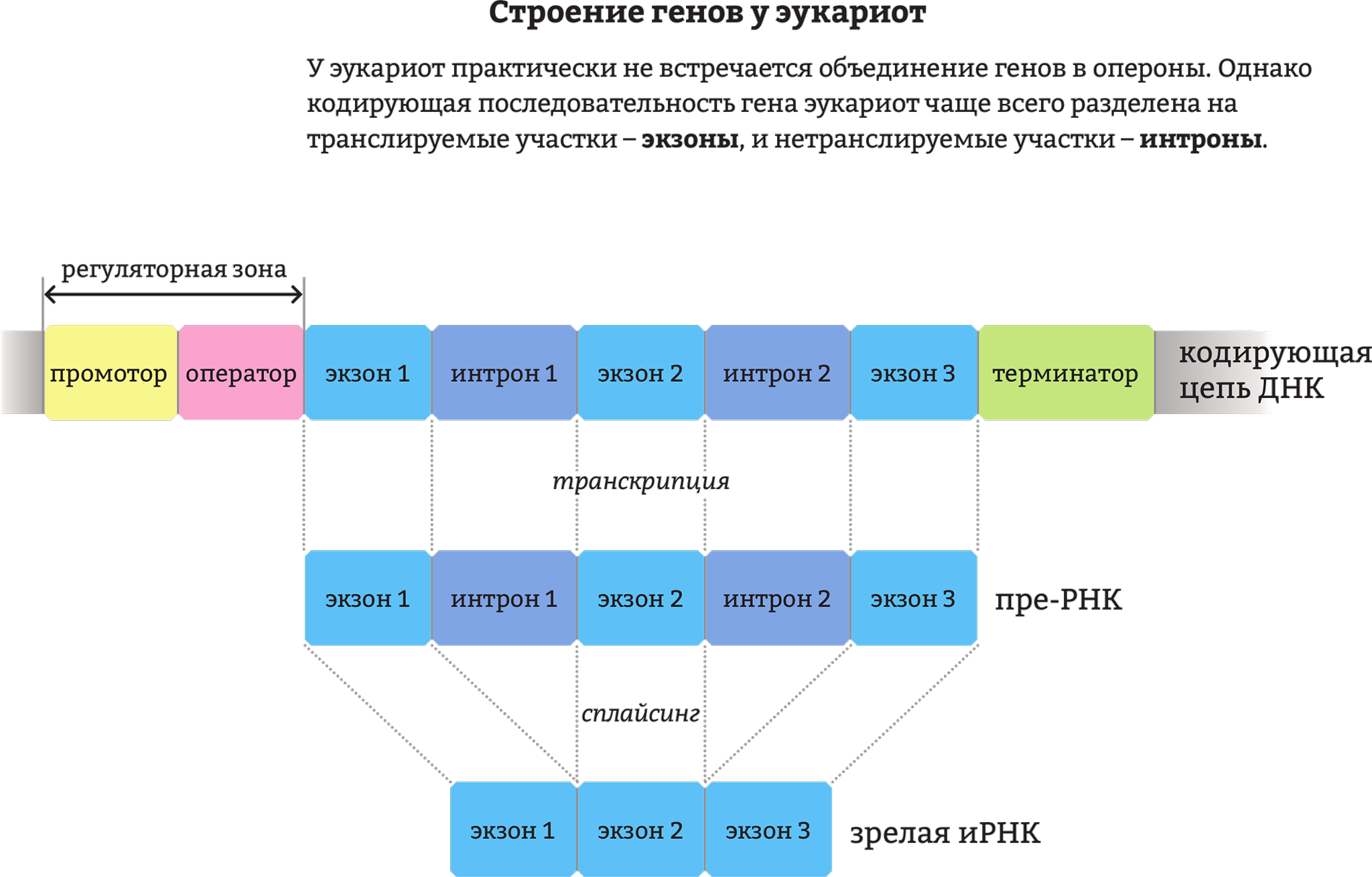 Кодирующие участки. Организация генома эукариот схема. Схема строения Гена эукариот. Строение генов эукариот. Гены структура эукариот.