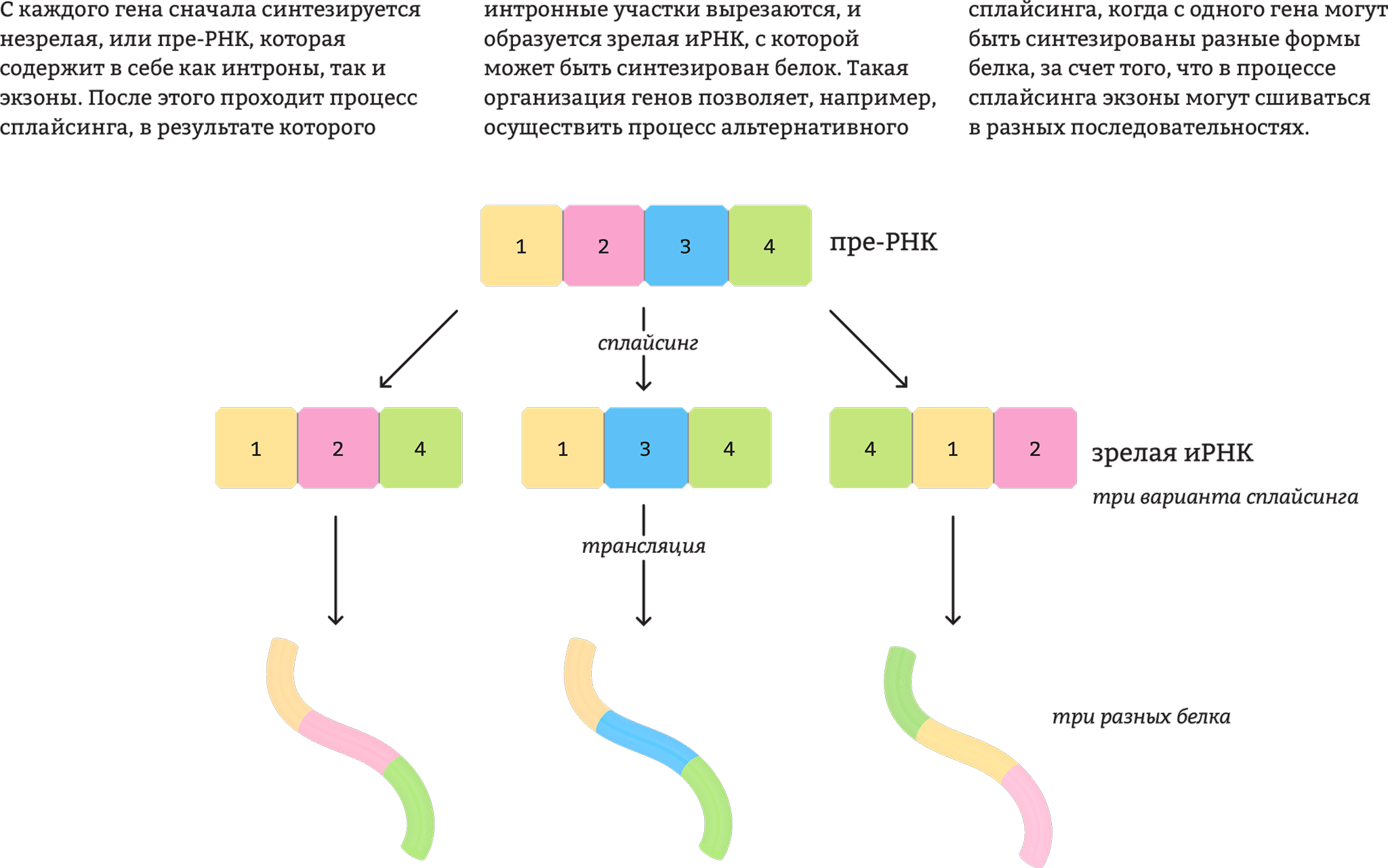 Один ген один белок. Интроны экзоны сплайсинг. Альтернативный сплайсинг. Альтернативный сплайсинг у эукариот. Схема альтернативного сплайсинга.