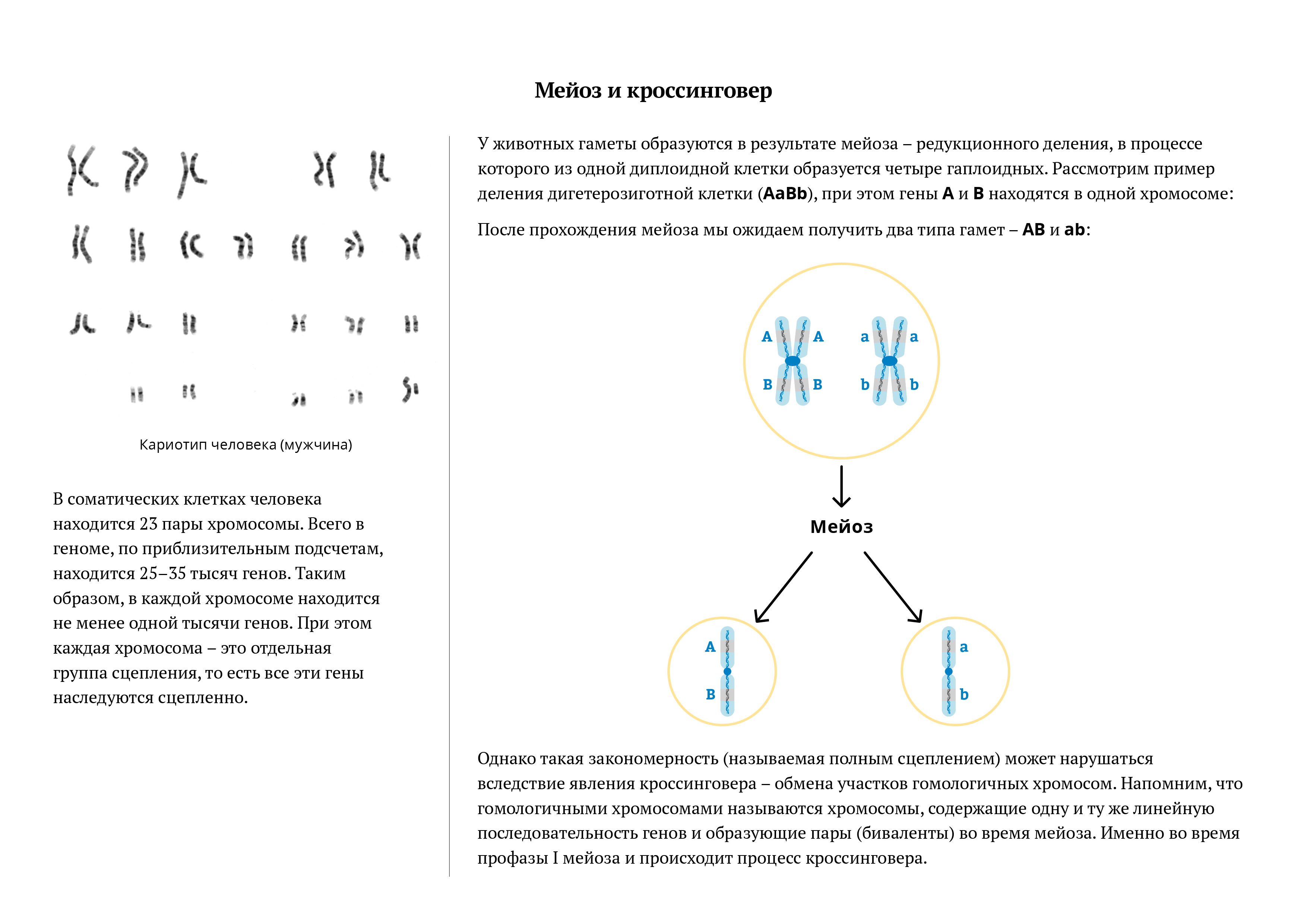 Число хромосом в гаметах. Кроссинговер генетика задачи. Генетические задачи с кроссинговером с решением. Кроссинговер в хромосомах задачи. Мейоз 1 кроссинговер.