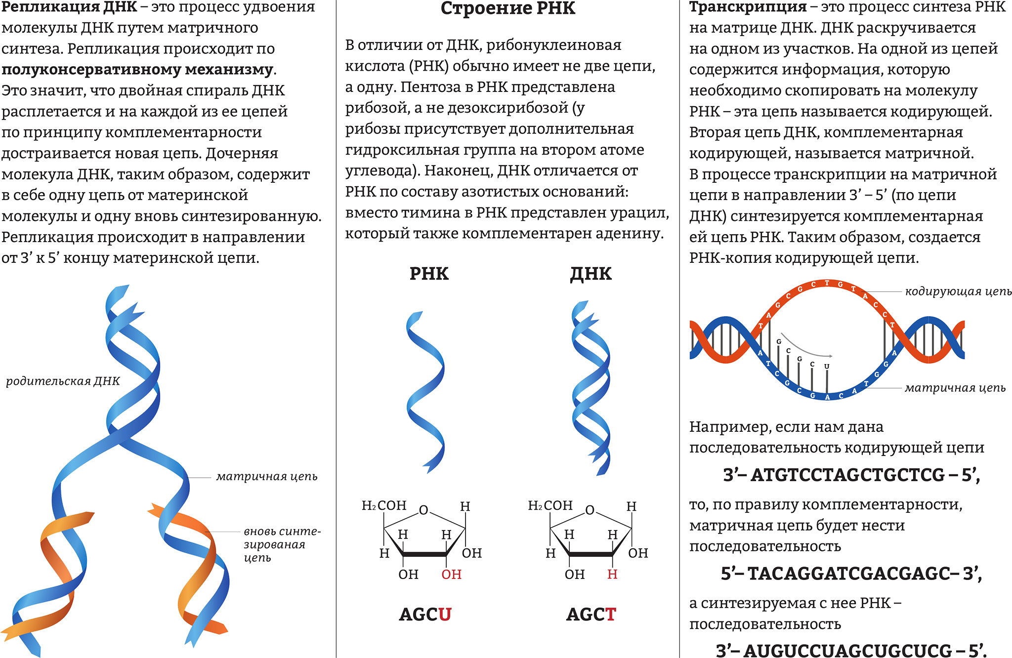 Транскрибируемая днк направление. Схема репликации ДНК биохимия. Биосинтез нуклеиновых кислот репликация ДНК. Схема репликации молекулы ДНК. Строение ДНК РНК репликация.