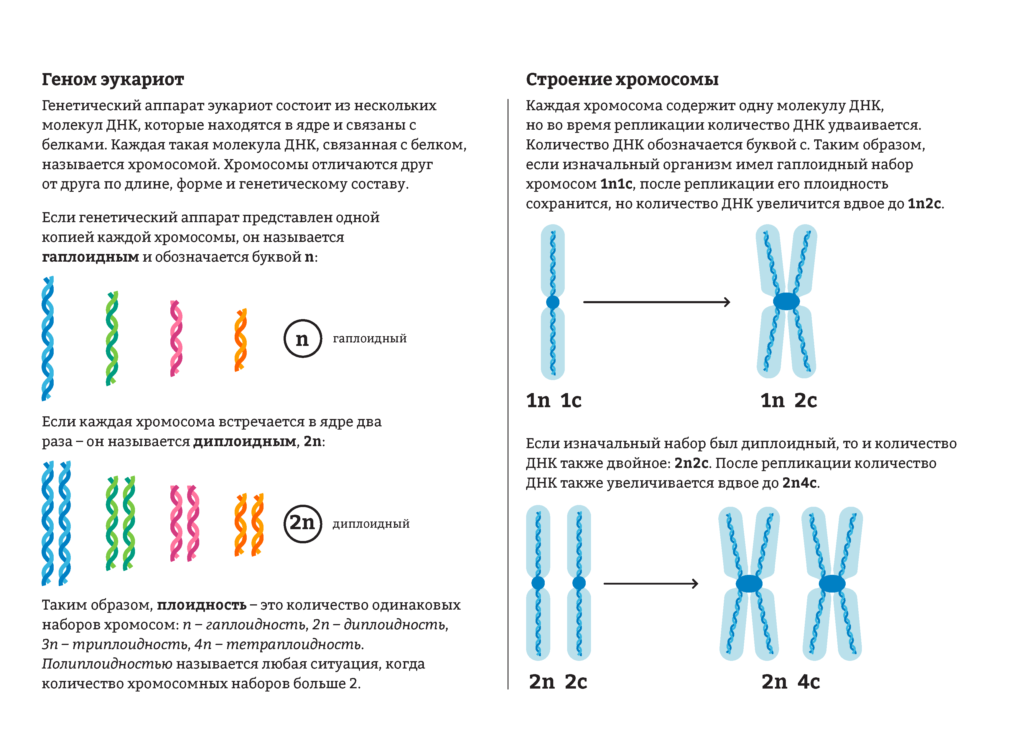 Каждая структура имеет. Хромосомный набор клетки строение. Одинарный гаплоидный набор хромосом это. Диплоидный и гаплоидный набор хромосом схема. Гаплоидный набор хромосом строение.