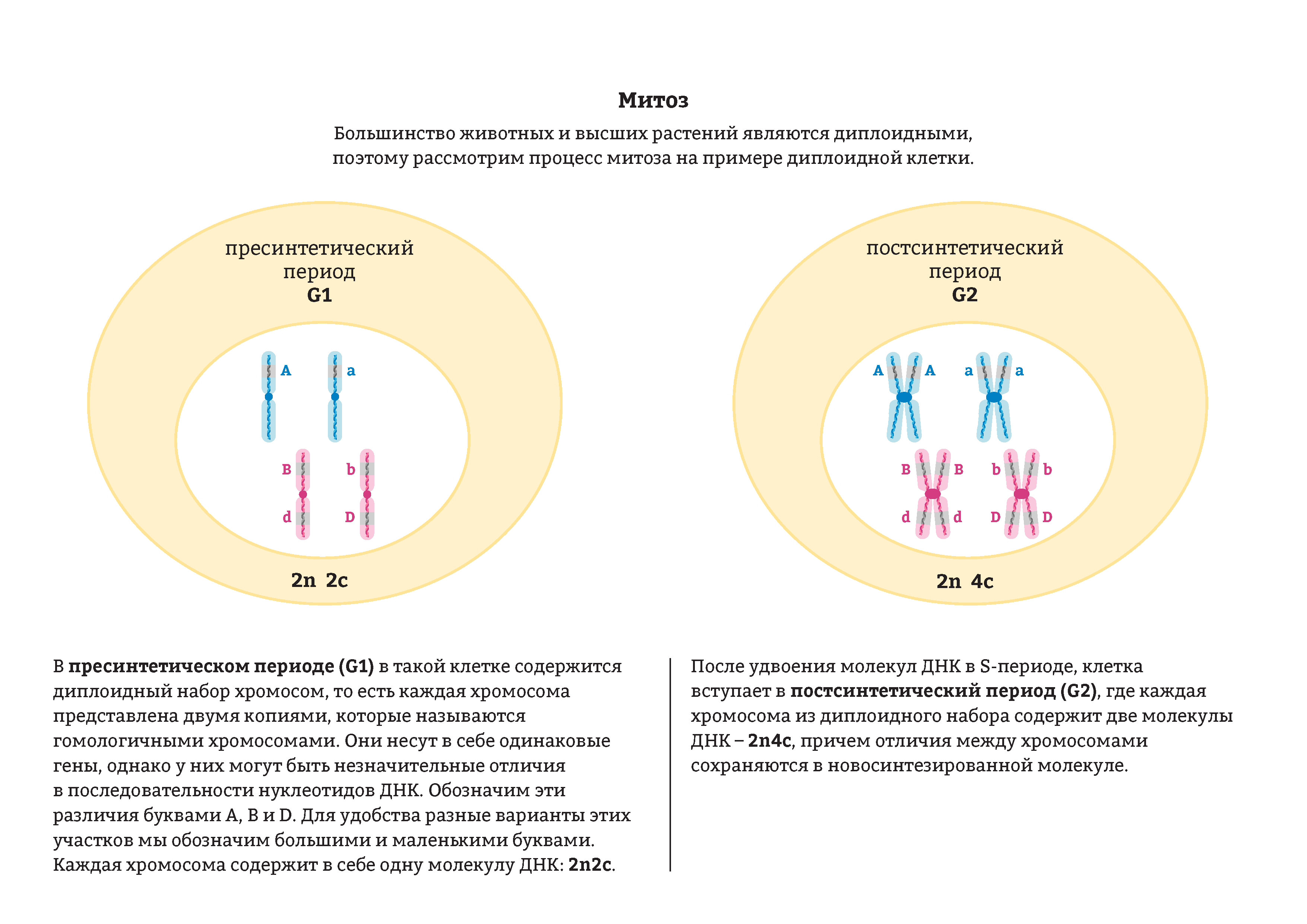 Набор хромосом и днк клетки 2n2c. Строение хромосом гаплоидный и диплоидный набор хромосом. Диплоидный набор хромосом в митозе. Гаплоидный и диплоидный набор хромосом в митозе. Диплоидный набор клеток.