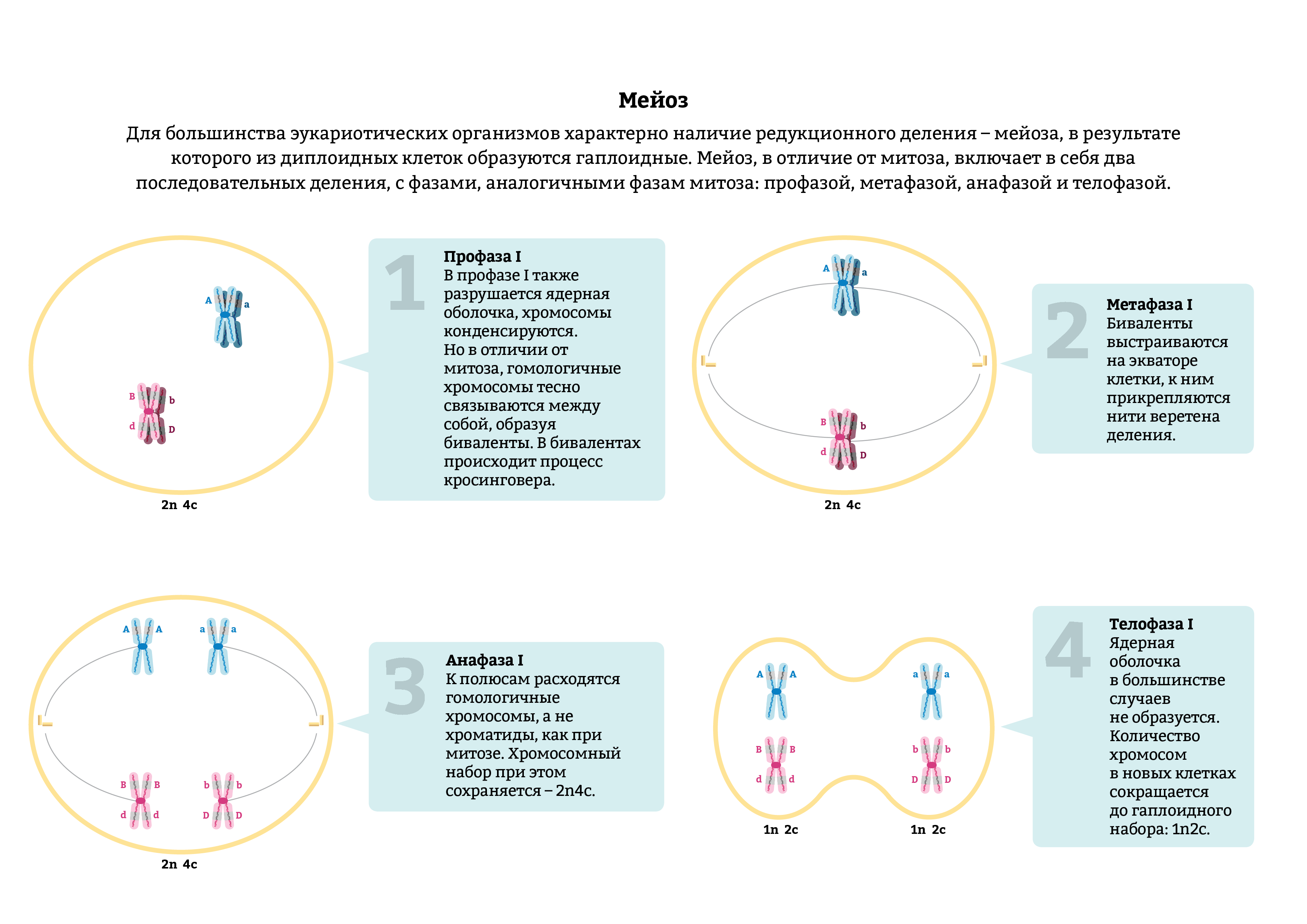 Хромосомы двухроматидные в какой фазе мейоза. Анафаза мейоза 1. Гаплоидный набор хромосом в мейозе 1. Анафаза 2 мейоза схема. Второе деление мейоза набор хромосом.
