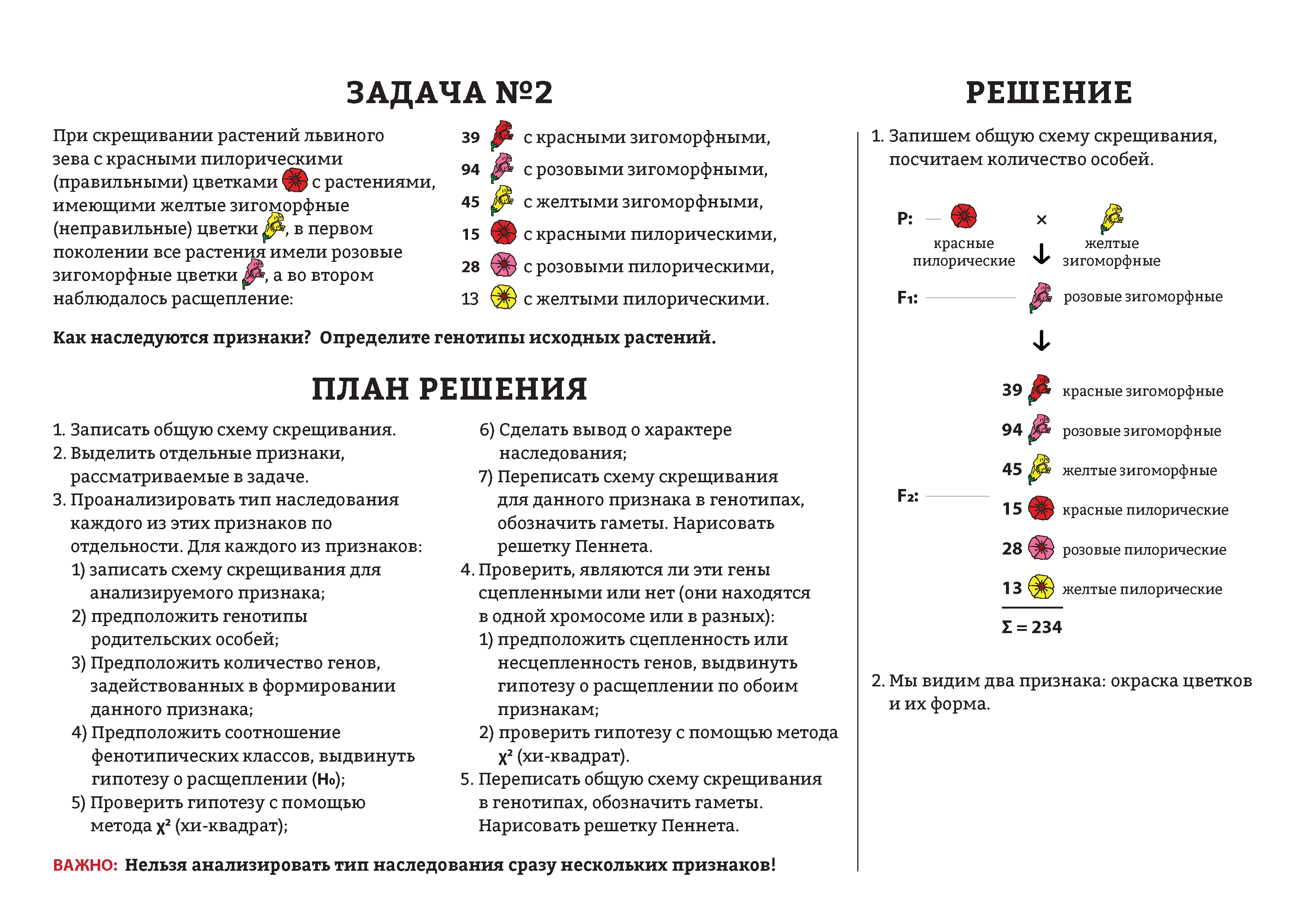 Скрещивание решение задач. Полигибридное скрещивание задачи. Полигибридное скрещивание задачи с решением. Тригибридное скрещивание задачи с решением. Полигибридное скрещивание задача генетика.