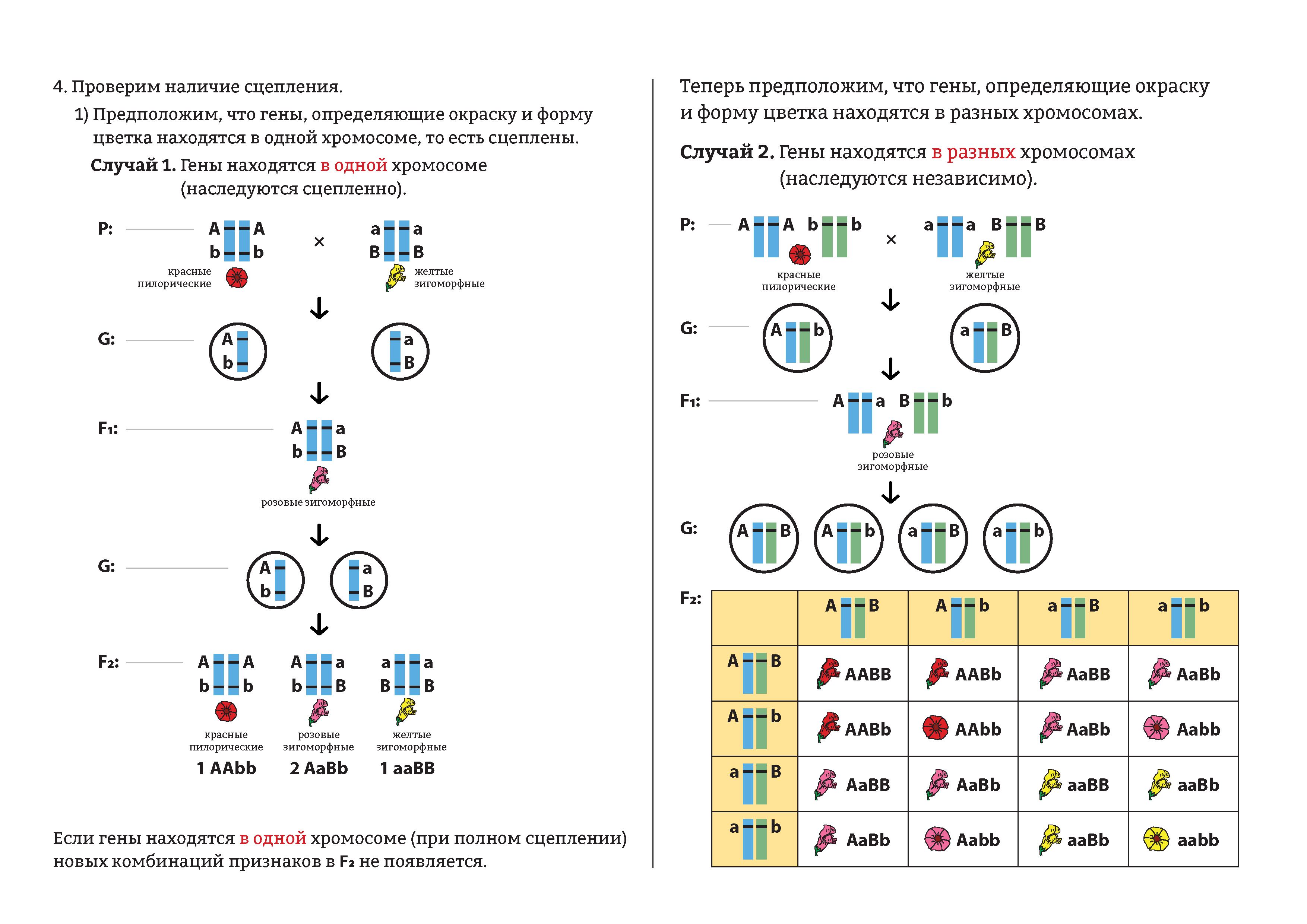 Обе пары генов расположены в разных хромосомах. Сцепленное наследование признаков 10кл. Хромосомная теория наследственности сцепленное с полом наследование. Полигибридное скрещивание задача генетика. Сцепленное с полом наследование задачи с решениями.