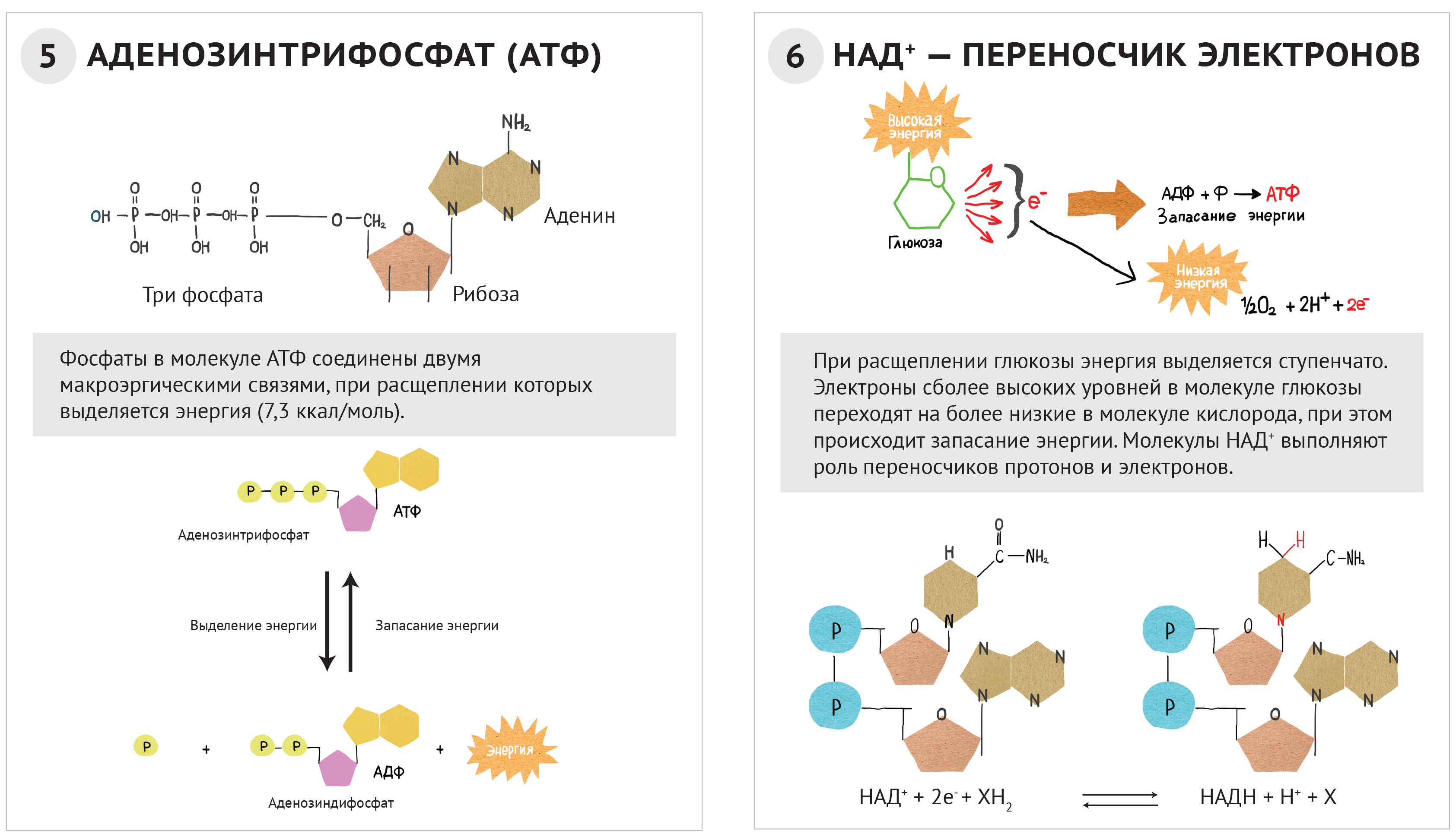 Роль атф в обмене. Схема строения АТФ биология 10 класс. Аденозинтрифосфорная кислота строение и функция. АТФ И АДФ строение функции.