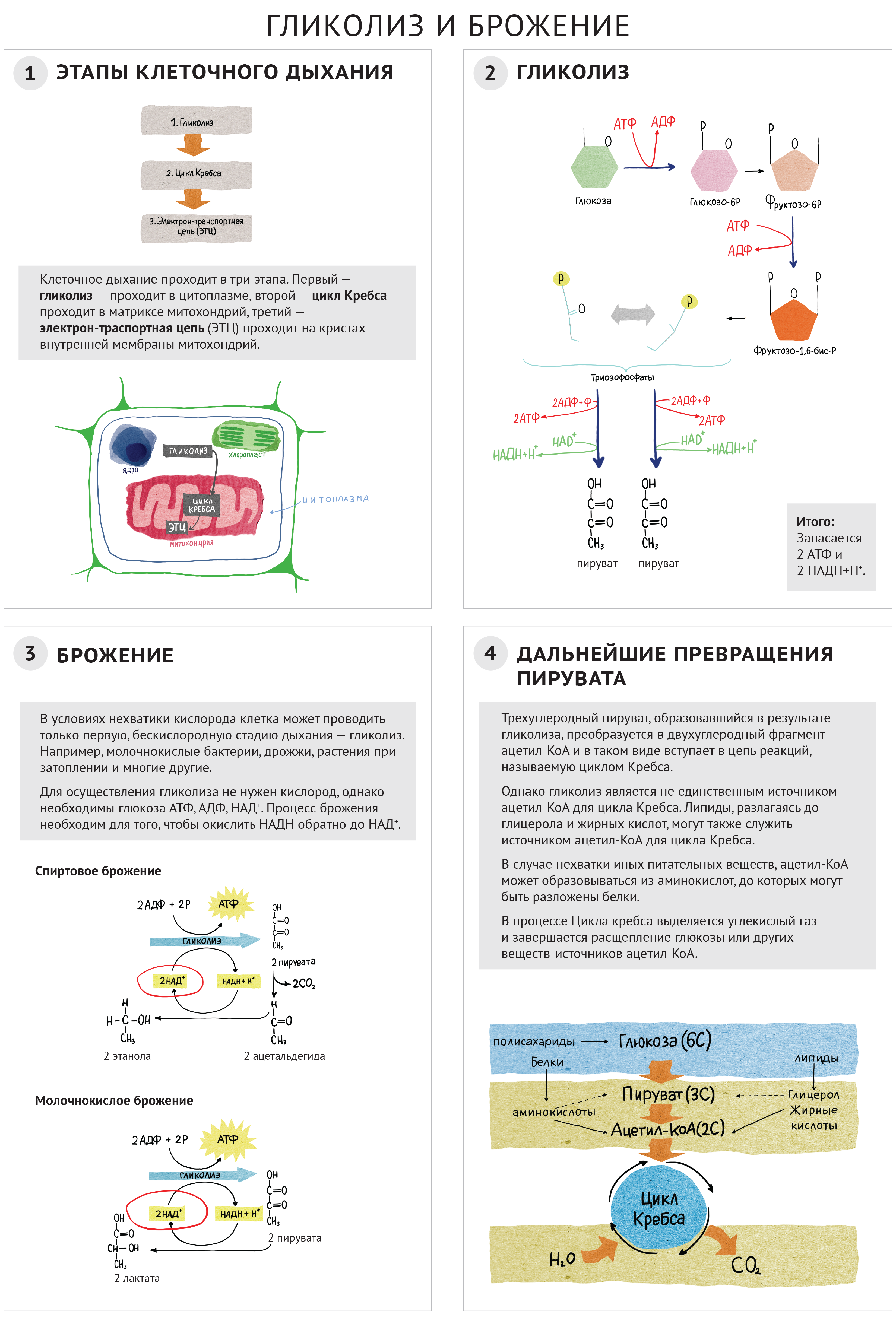 Расщепление гликолиза. Гликолиз и спиртовое брожение. Гликолиз схема реакций. Дыхание гликолиз брожение. Гликолиз схема.