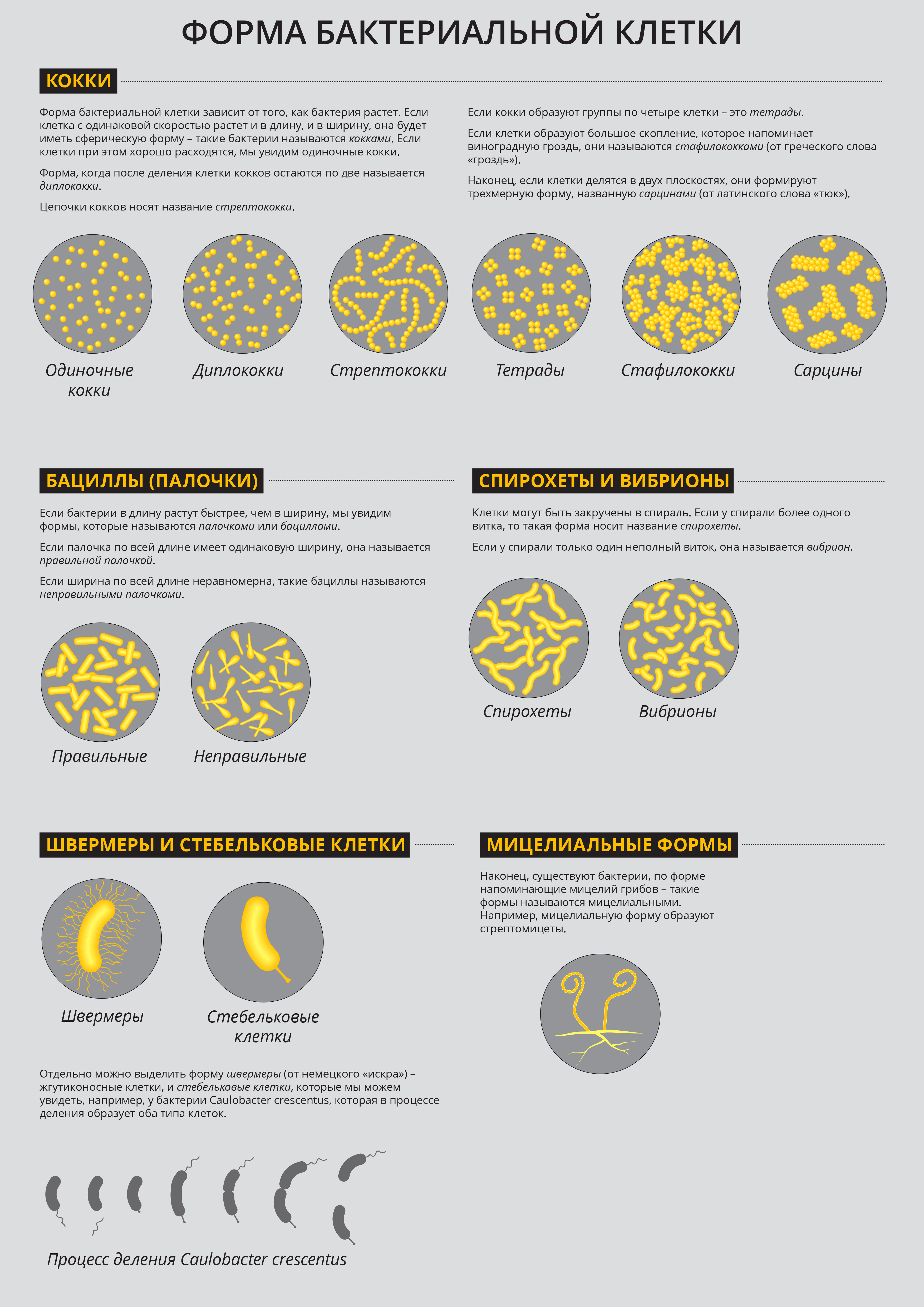 Бактерии в форме палочки носят названия. Формы бактериальных клеток. Основные формы бактериальных клеток. Формы бактериальных клеток таблица. Разновидности форм бактерий.