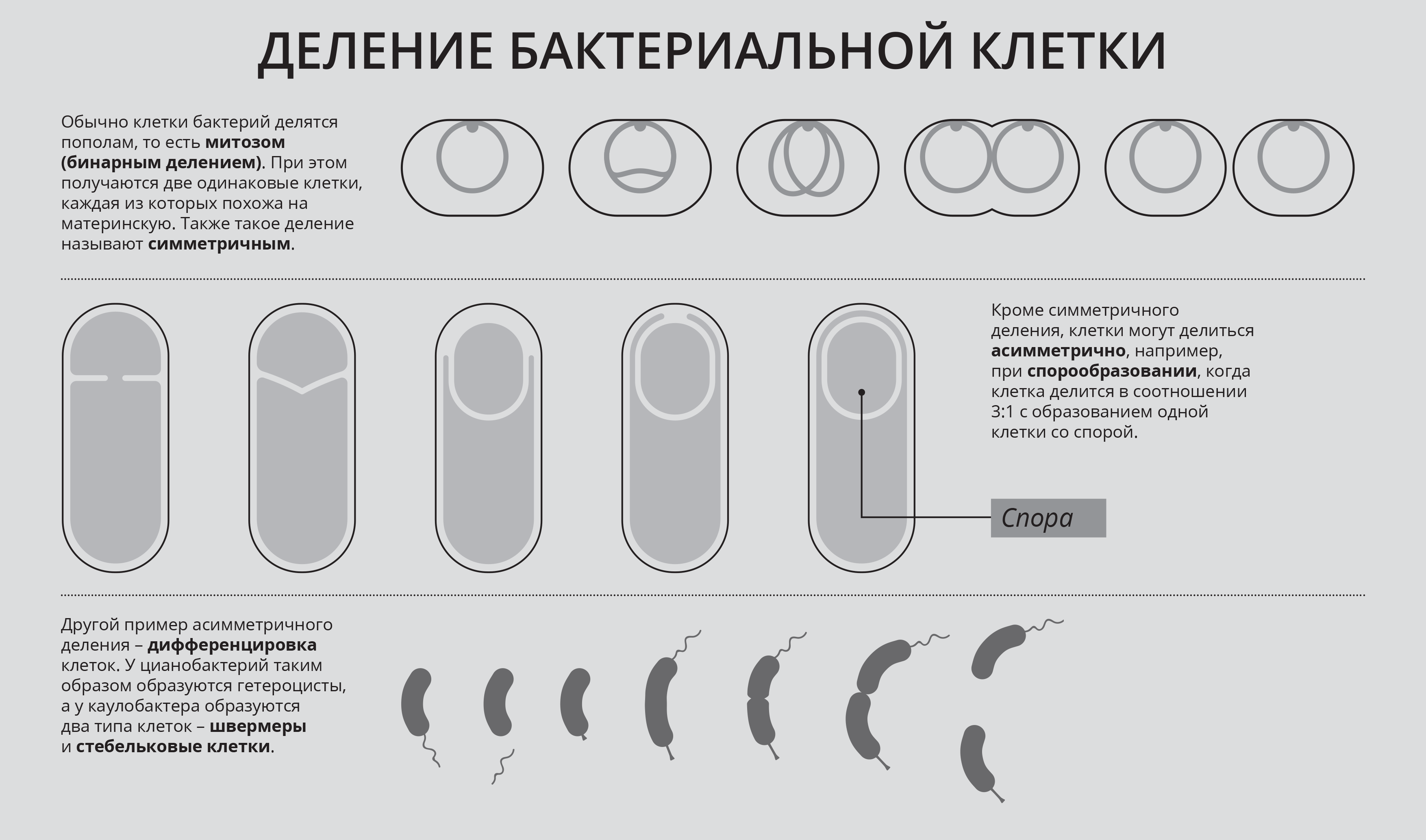 Деление бактерий картинки