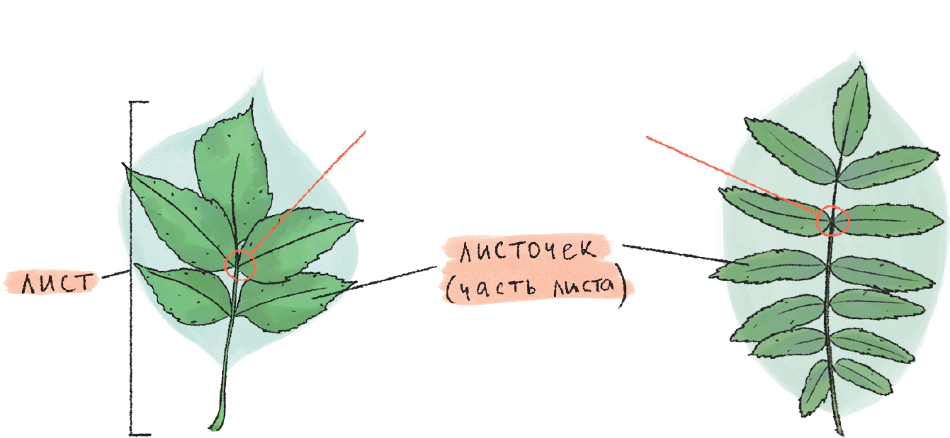 Сложные листья биология 6 класс