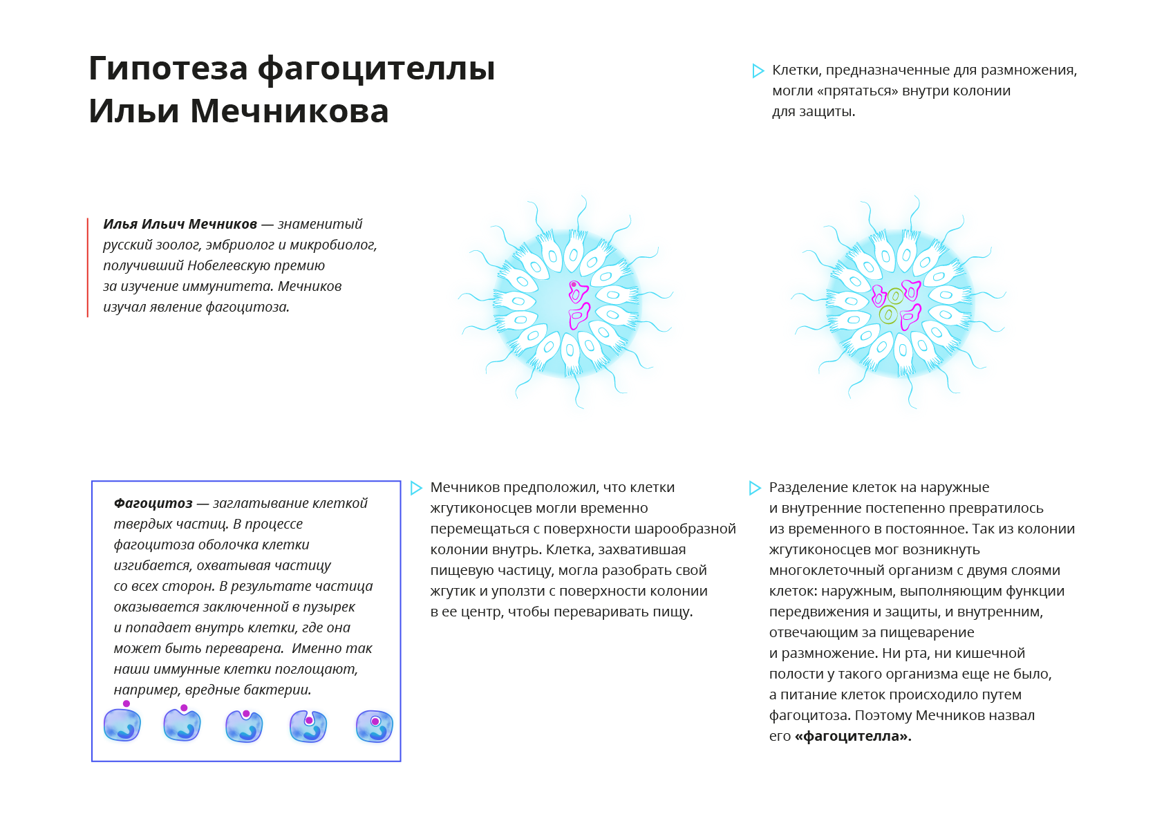 Фагоцителла. Теория фагоцителла. Теория фагоцителлы Мечникова. Гипотеза фагоцителлы. Теория многоклеточности Мечникова.