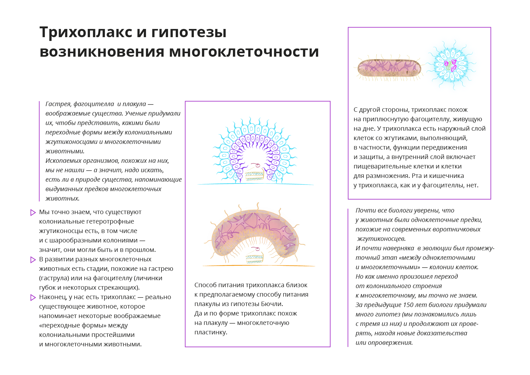 Гипотезы возникновения многоклеточности. Возникновение многоклеточности. Пути возникновения многоклеточности. Этапы возникновения многоклеточности схема.