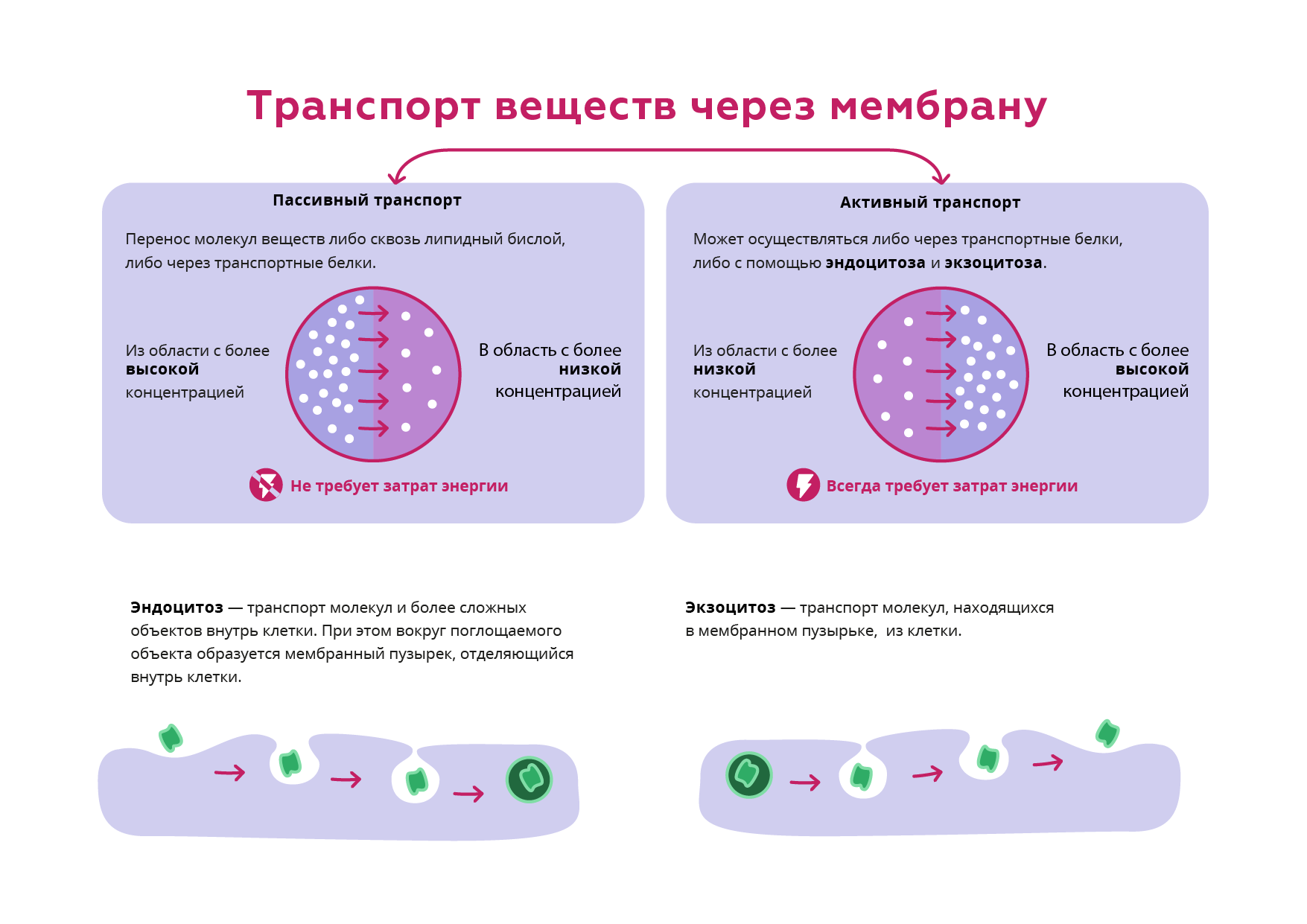 Транспорт веществ через мембраны белки