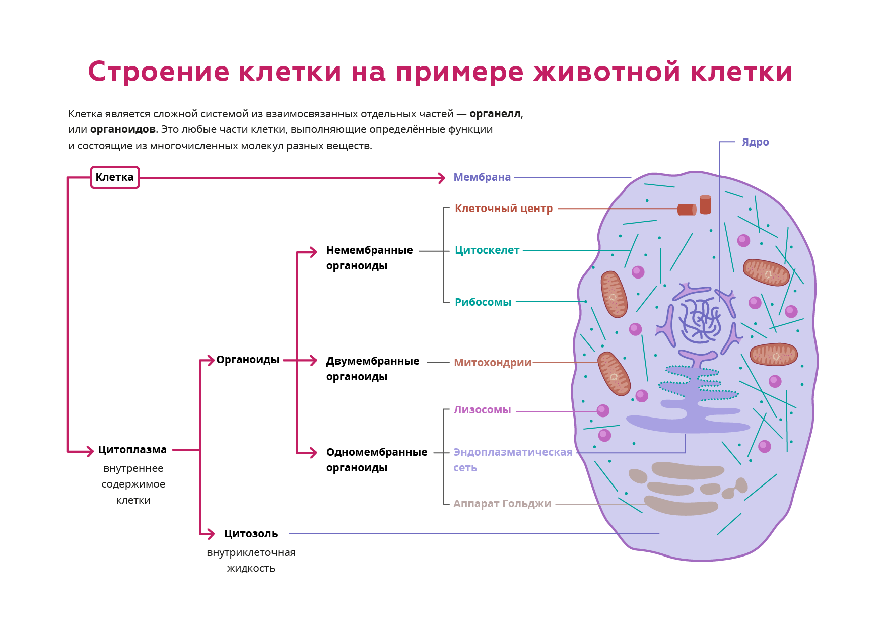 Поясните какая особенность строения животной клетки. Строение клетки и ее функции. Evolucia stroeniya kletki. Органоиды клетки. Клетка строение без текста.