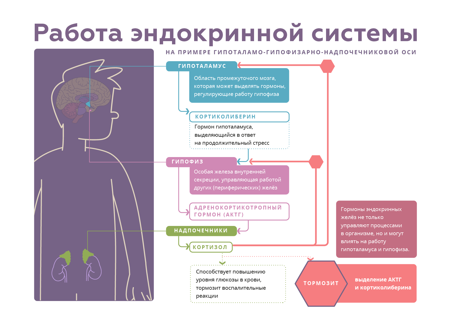 Анализы эндокринной системы