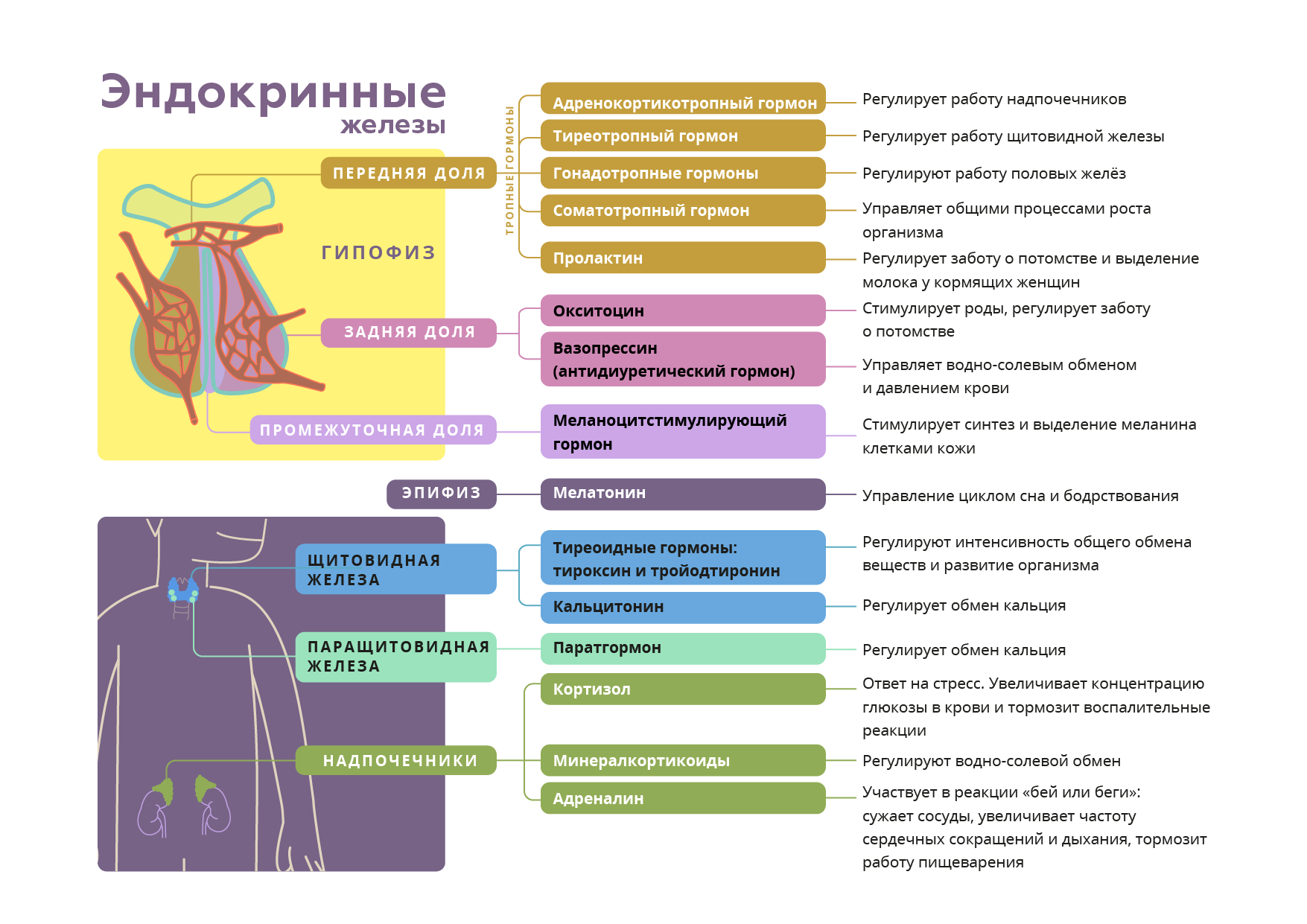 Железы внутренней секреции характеристика